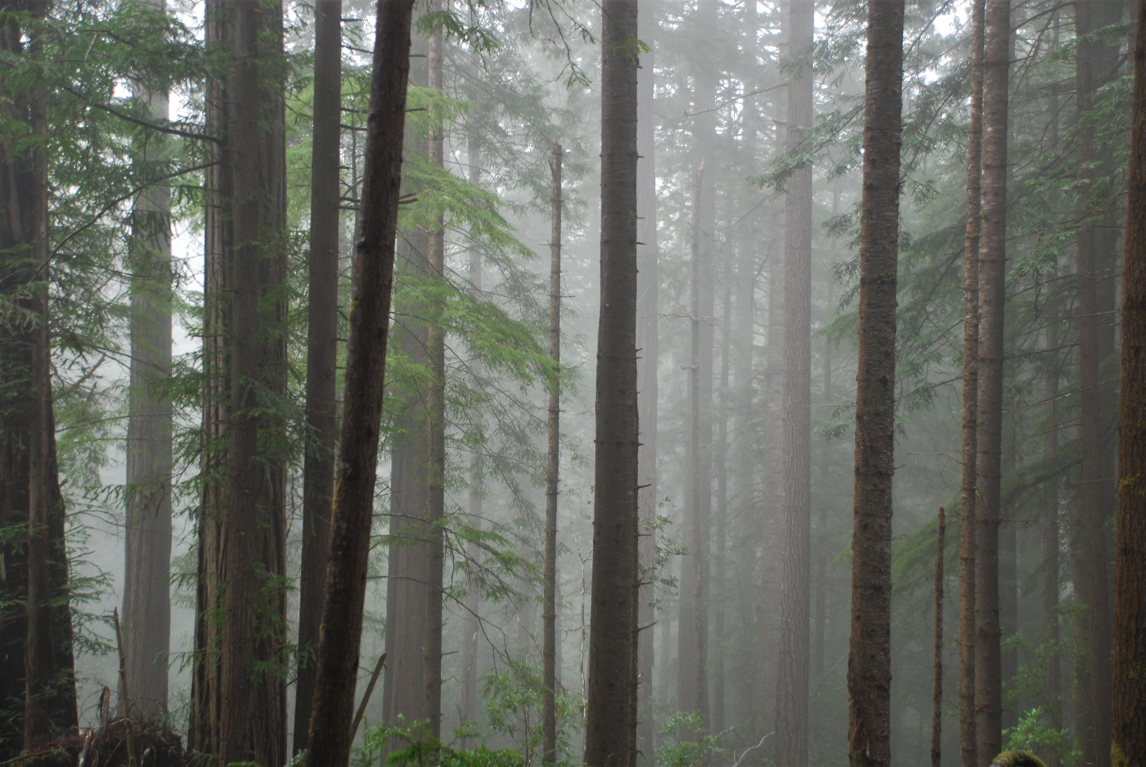 covered, russian gulch state park, coniferous tree, outdoors, tree, foggy, pine tree, nature, no people, rain, redwood rainforest, scenics - nature, mendocino, HD Wallpaper