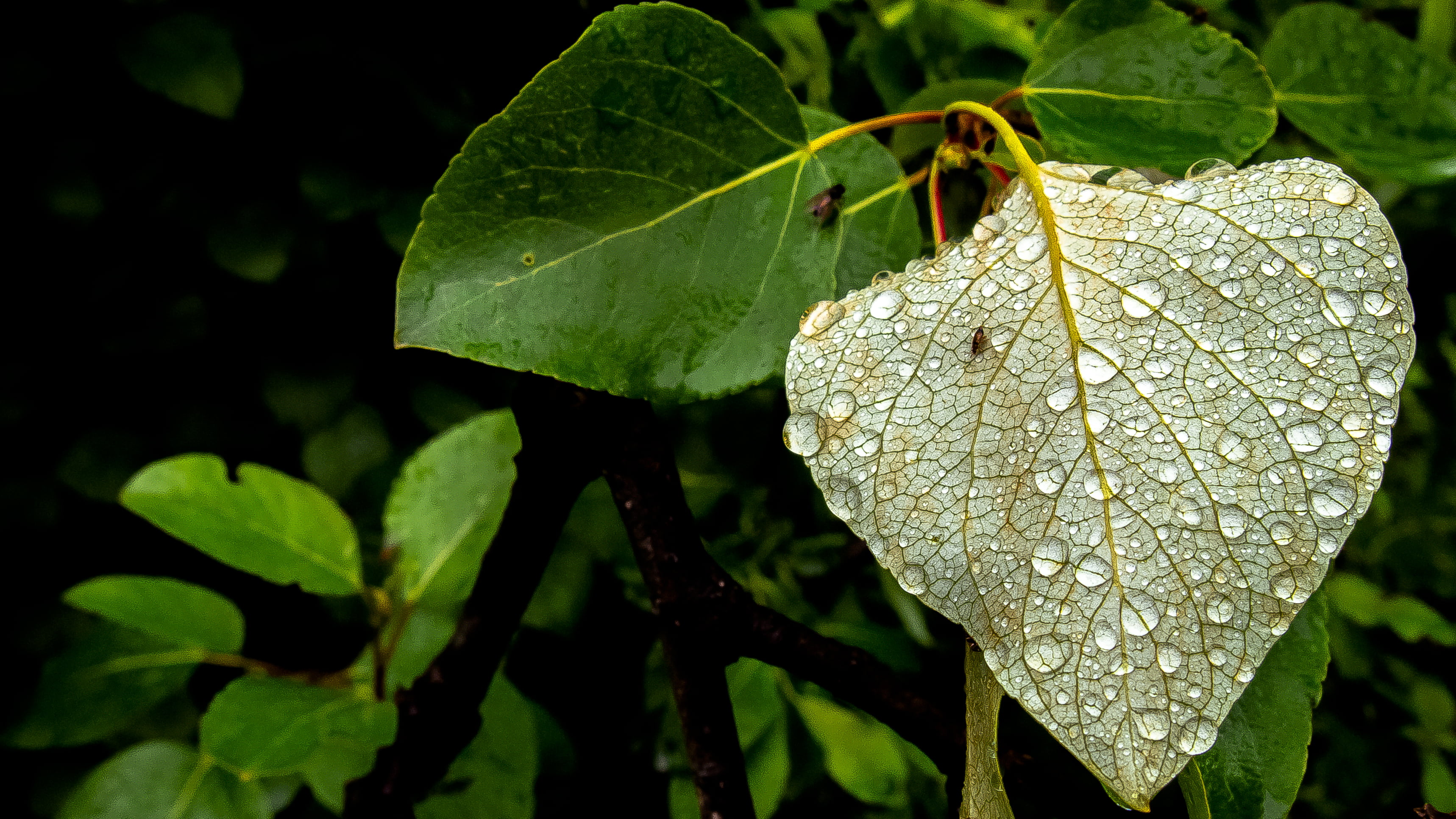 cool" water, green Color, drizzle, green leaf, droplet, creativecommons, green man, dew, water, travel photography, plant, green, rain, nature, Mendenhall Glacier, HD Wallpaper