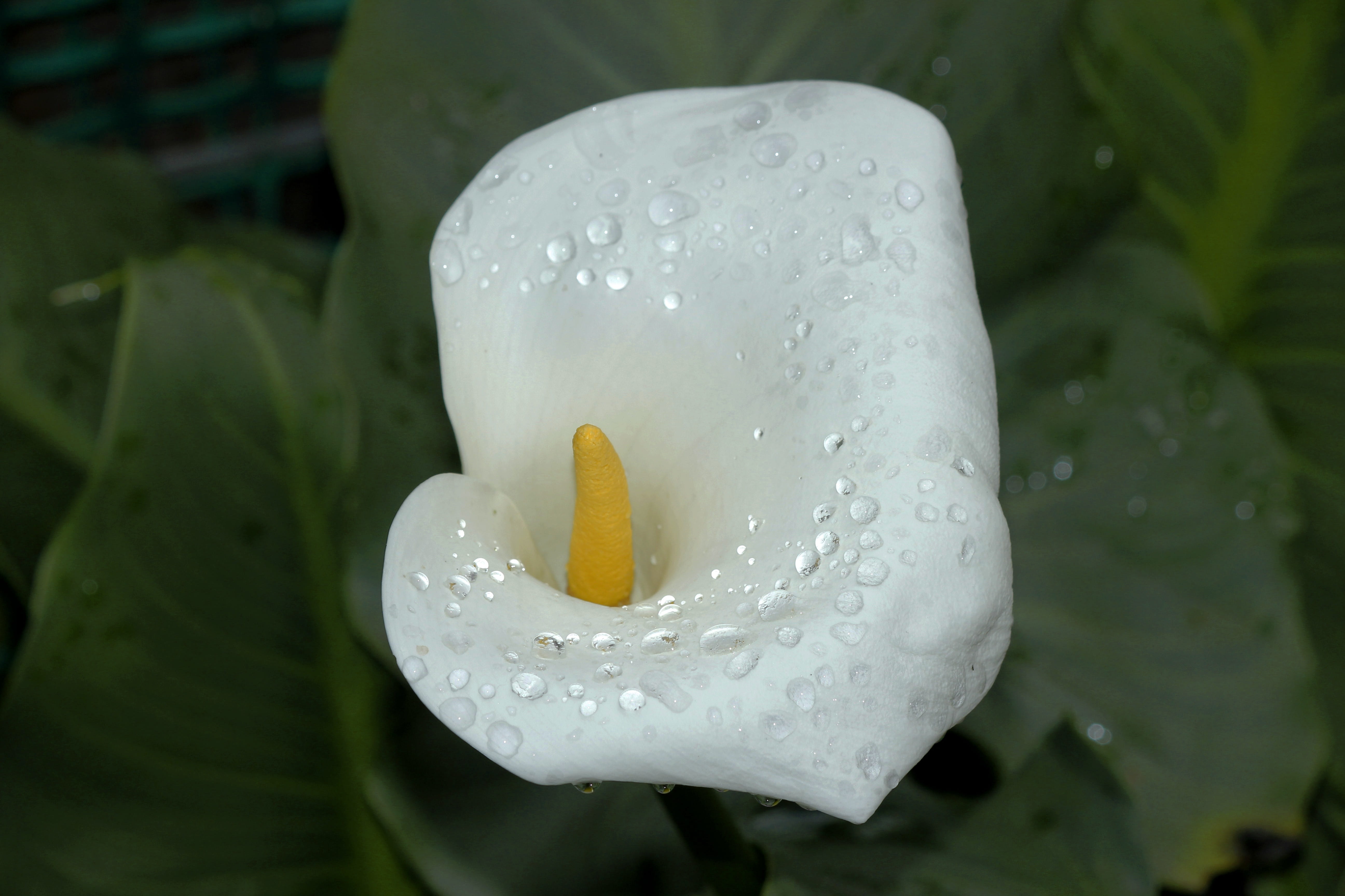 soft focus, close-up, nature, calla lily, plant, flowering plant, drizzle, petal, dawn, beauty, Garden, green leaves, water, raindrop, 5K, green, flower, HD Wallpaper