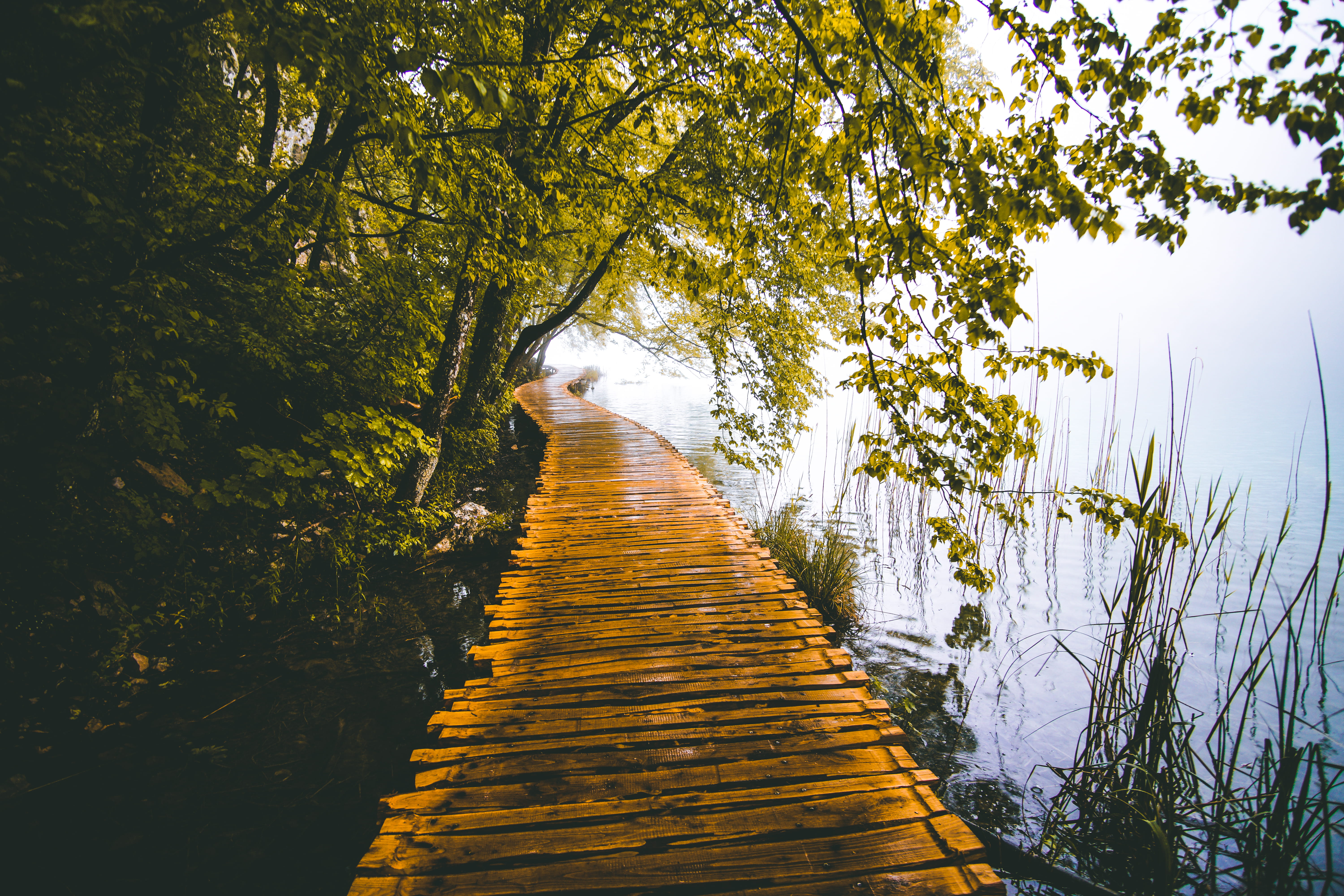 5K, wonders, diminishing perspective, on path, travel, go, tranquility, scenics - nature, the way forward, outdoors, tree, nature, plitvička jezera, water, HD Wallpaper