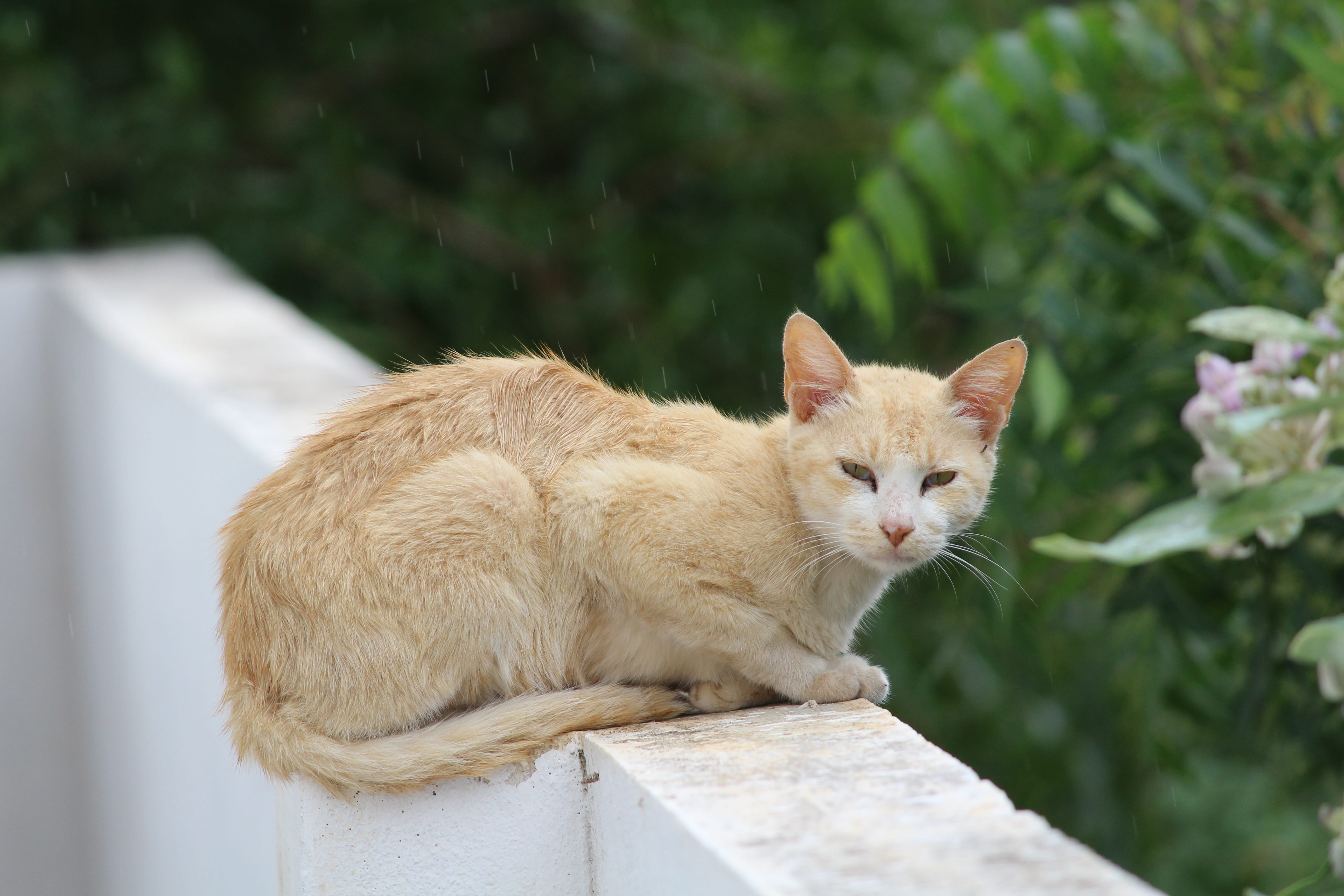 plant, animal, day, vertebrate, drizzle, focus on foreground, animal themes, mammal, feline, pets, ginger cat, 5K, cat, cute, nature, adorable, domestic cat, HD Wallpaper