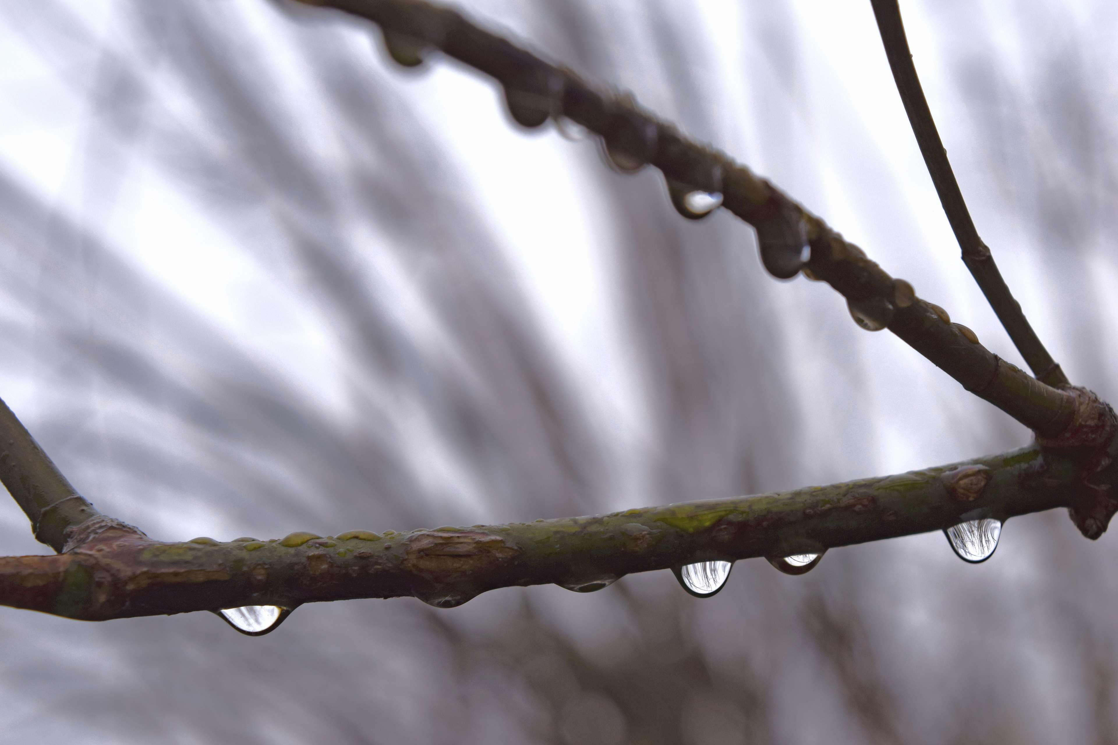 outdoors, no people, sunlight, beauty in nature, plant, wet, close-up, cloud - sky, day, growth, sky, drizzle, night, drops, tree, rain, tranquility, water, HD Wallpaper