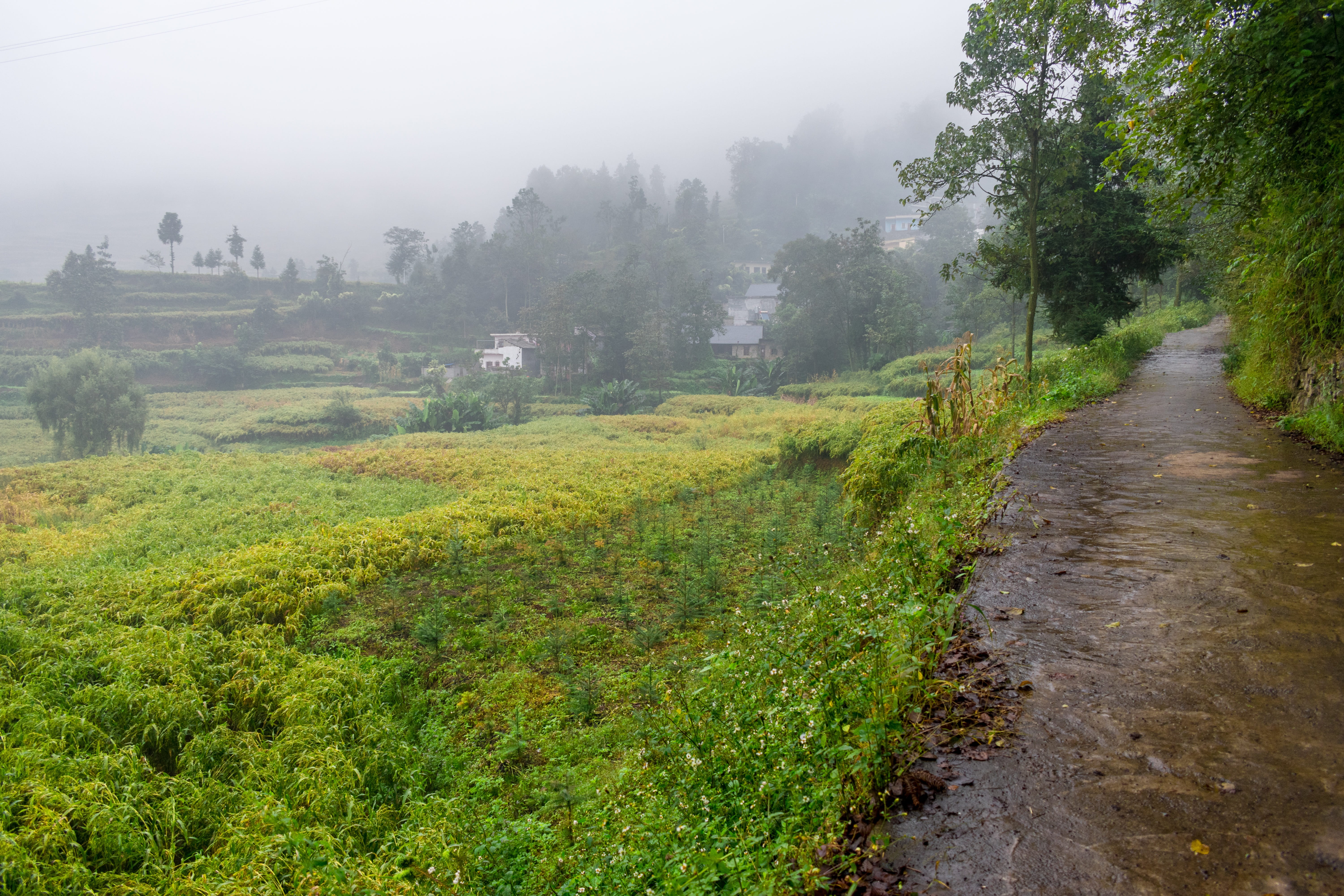 footpath, environment, trail, nature, growth, guizhou, field, tranquility, purple horse, tranquil scene, autumn rain, day, country, tree, landscape, scenics - nature, HD Wallpaper