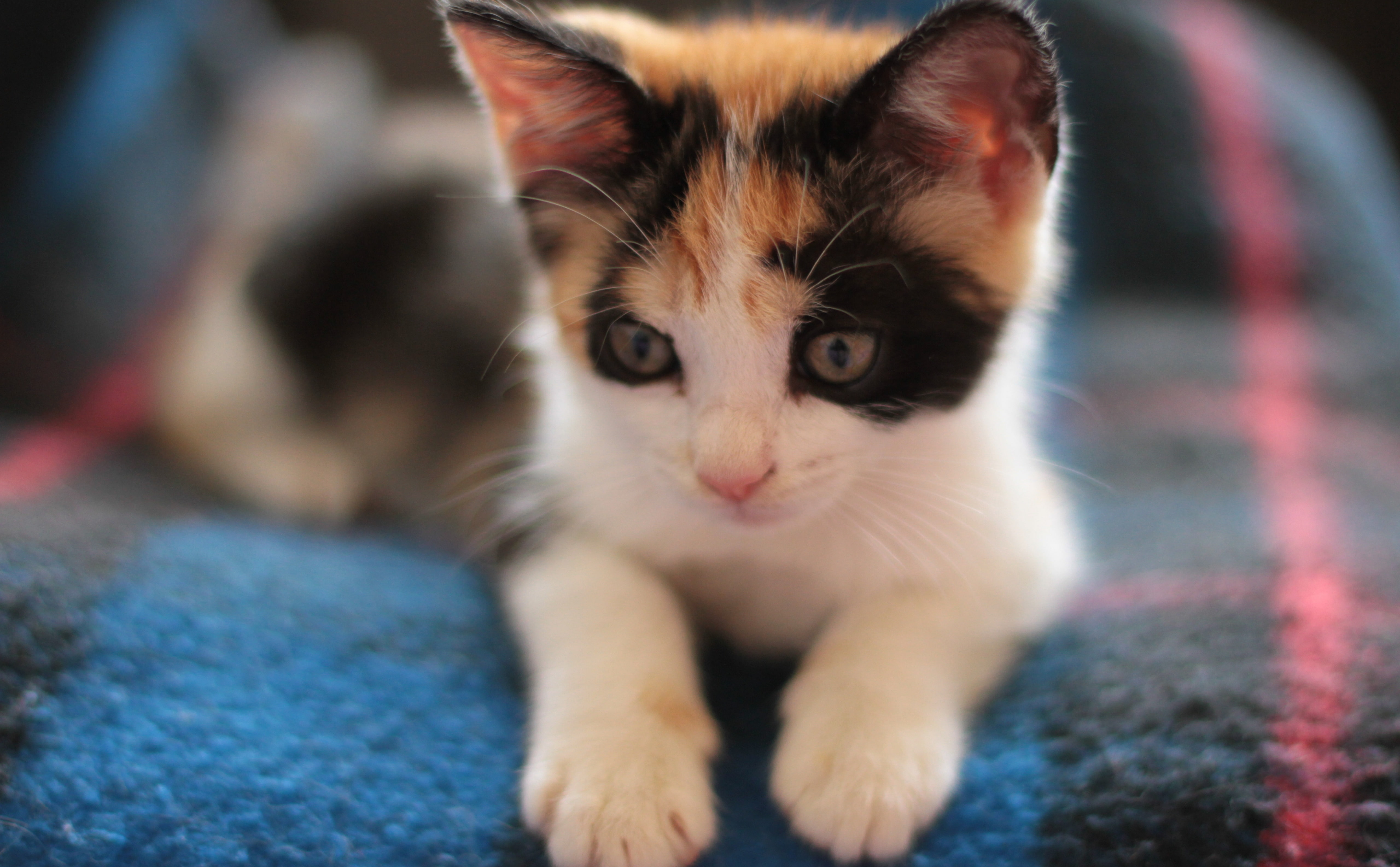 canon7d, white, indoors, gatas, furniture, portrait, animal eye, Pets, brown, vertebrate, one animal, felino, 5K, domestic animals, Furry, mammal, calico, HD Wallpaper