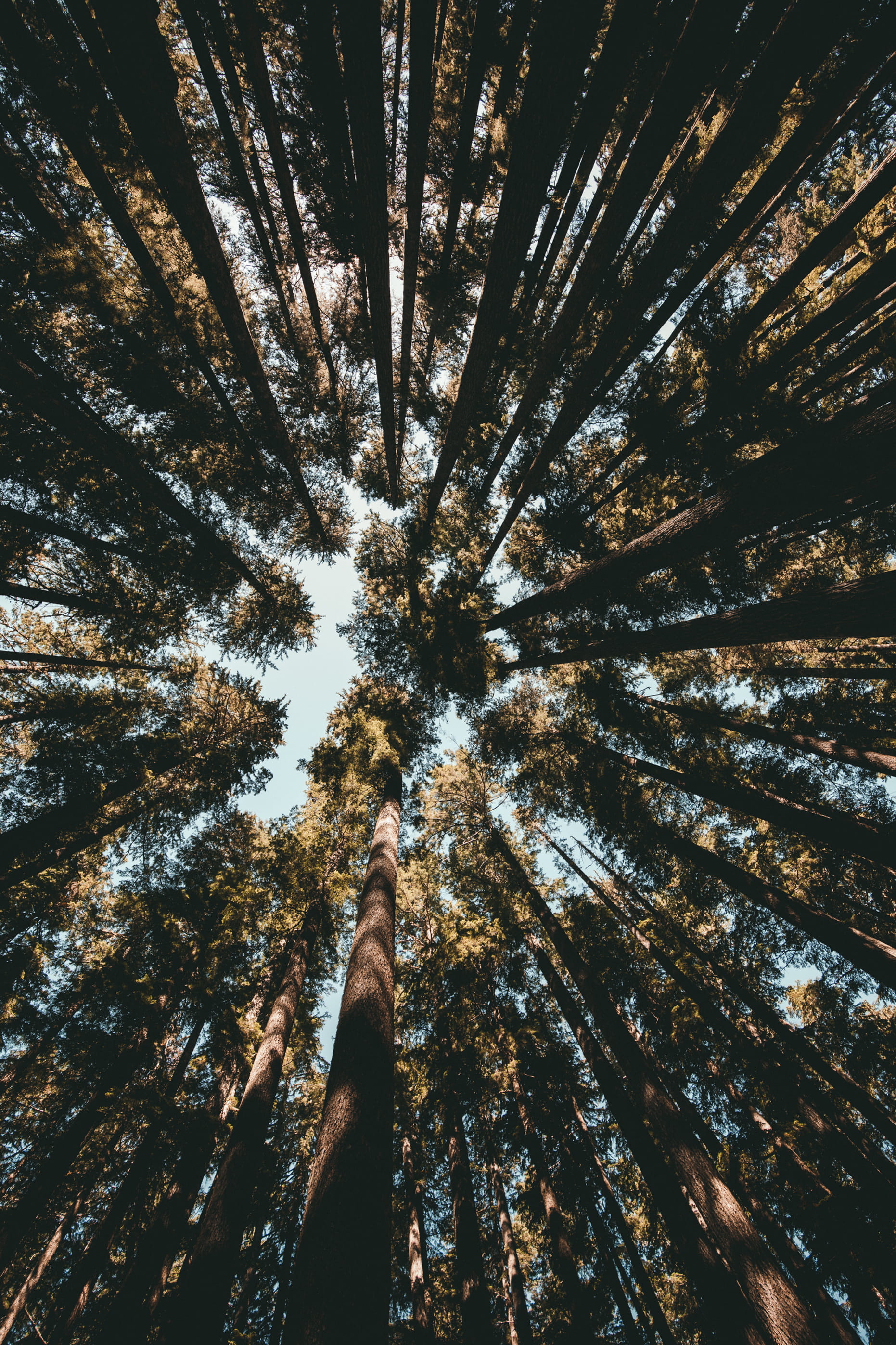 plant, tall - High, sky, nature, branch, pnw, summer, sun, happiness, shadow, pacific northwest, portrait, environment, kal visual, tree, 50mm, Phone HD Wallpaper