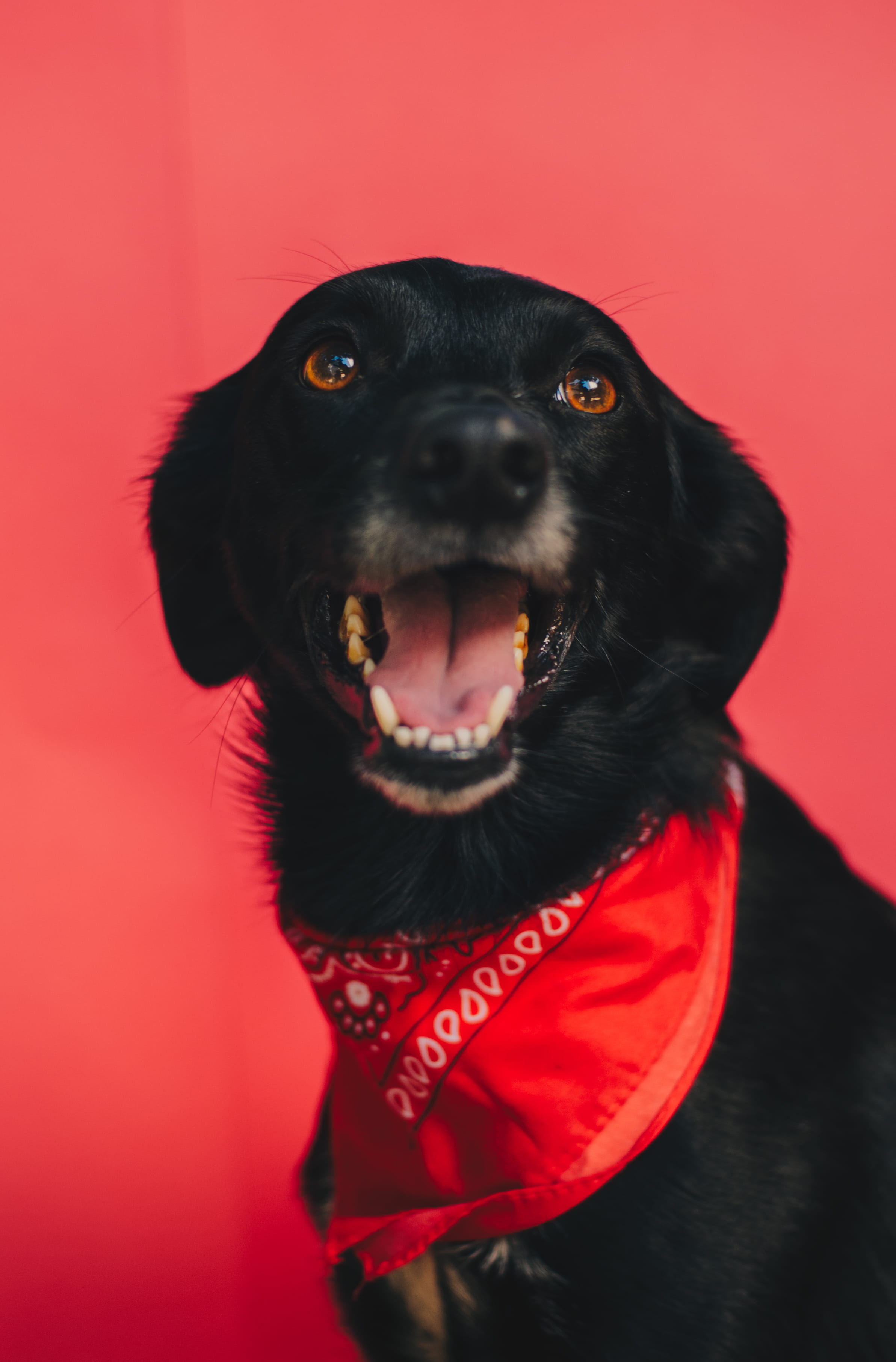 animal, dogs, portrait, cute, friendship, animal Head, profile, red, colour, canine, 2K, smile, puppy, eye, background, human Face, black Color, domestic Animals, Phone HD Wallpaper