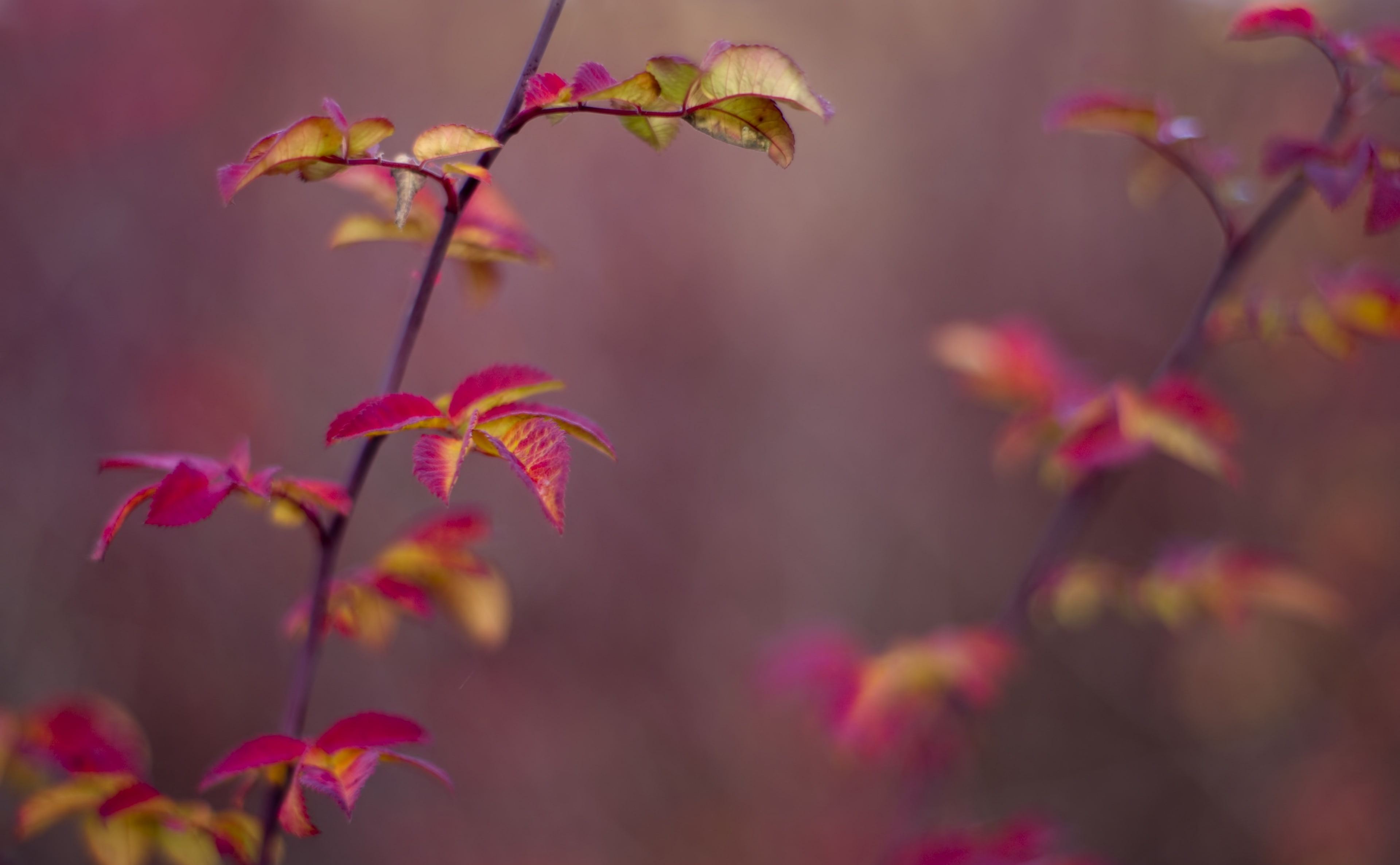beauty in nature, Forest, red, Blur, Autumn, focus on foreground, Leaf, fading, colors, day, selective focus, no people, freshness, Aero, Plant, flower, HD Wallpaper