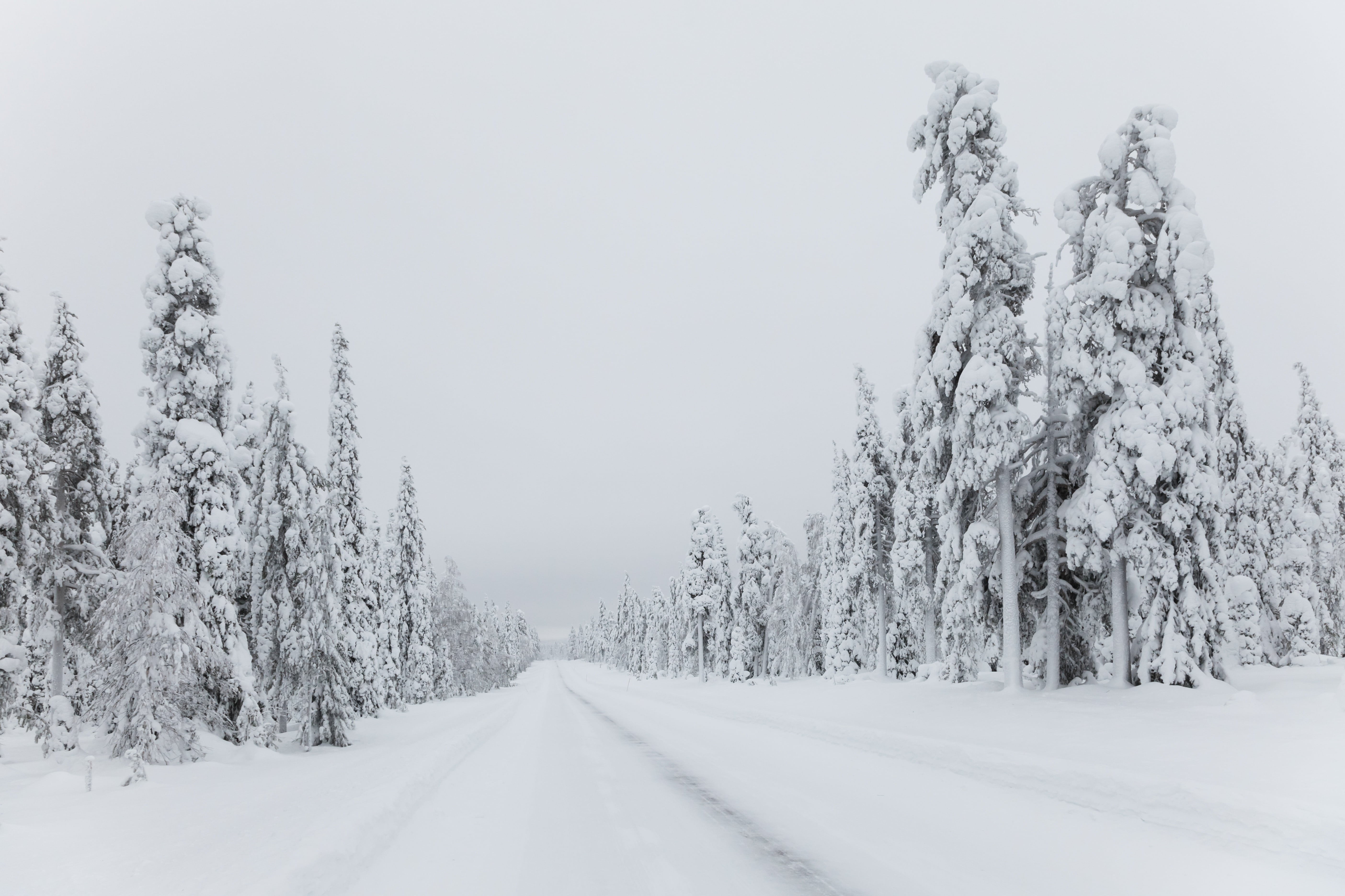 six, transportation, 5K, conifer, scenics - nature, plant, the way forward, pine, beauty in nature, diminishing perspective, covered, winter, extreme weather, HD Wallpaper