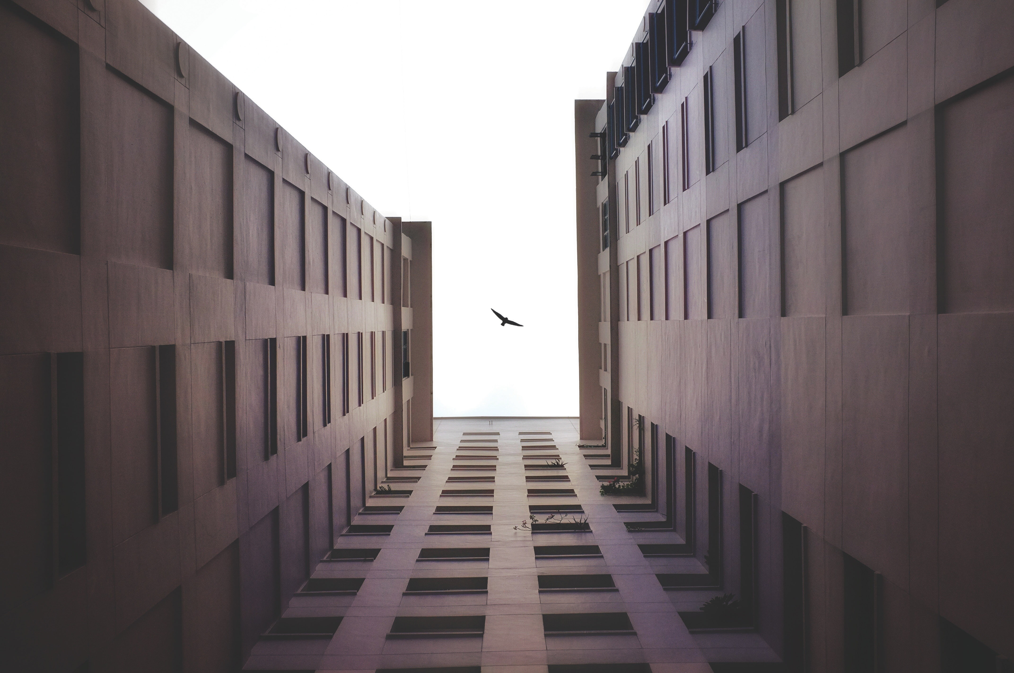 one animal, animal, directly below, animals in the wild, worms eye view, office building exterior, bird, sky, built structure, building exterior, animal wildlife, HD Wallpaper