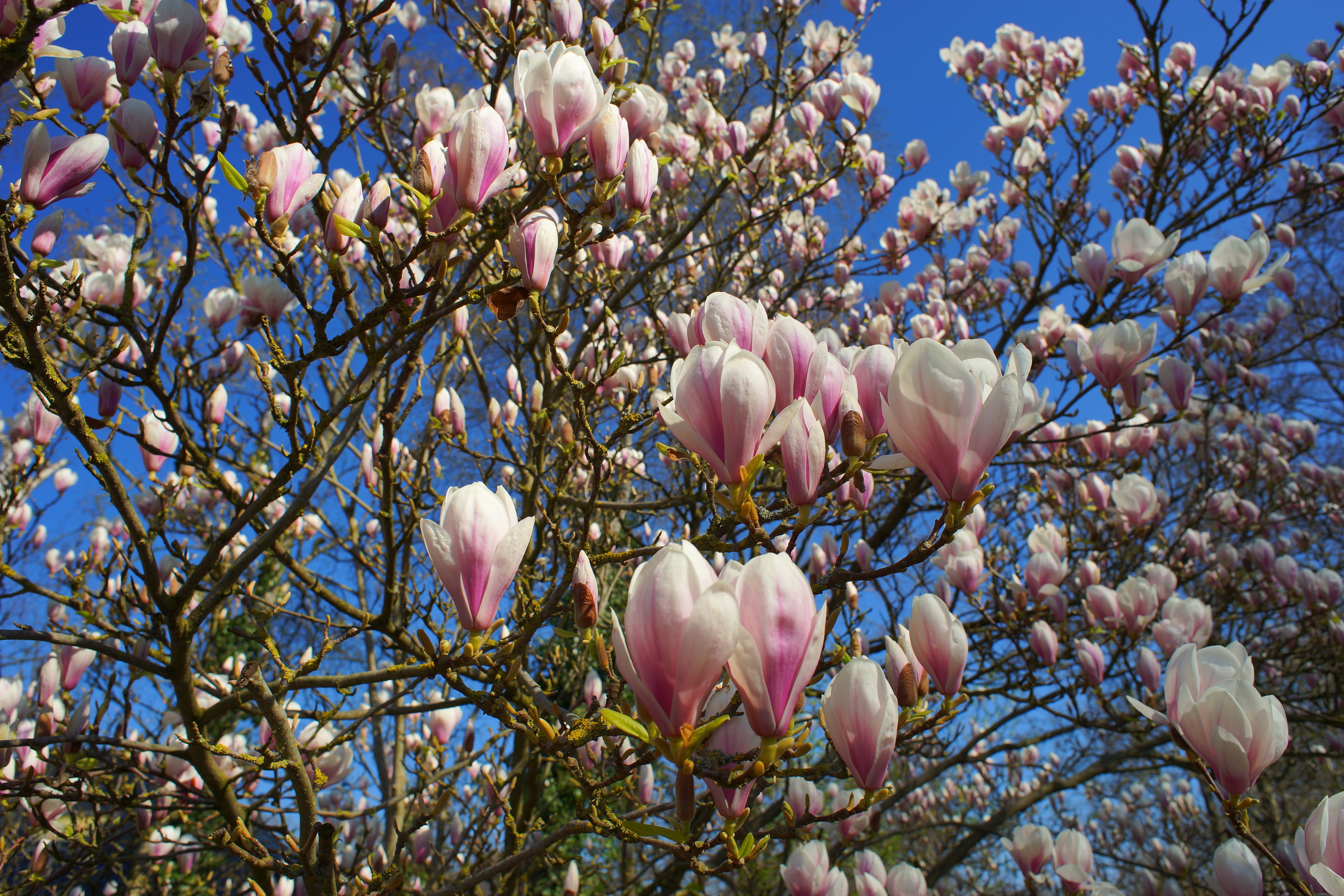 ornamental plant, garden, pink color, flowers, magnoliengewaechs, early bloomer, magnolia tree, blossom, cherry blossom, springtime, day, close-up, spring, HD Wallpaper