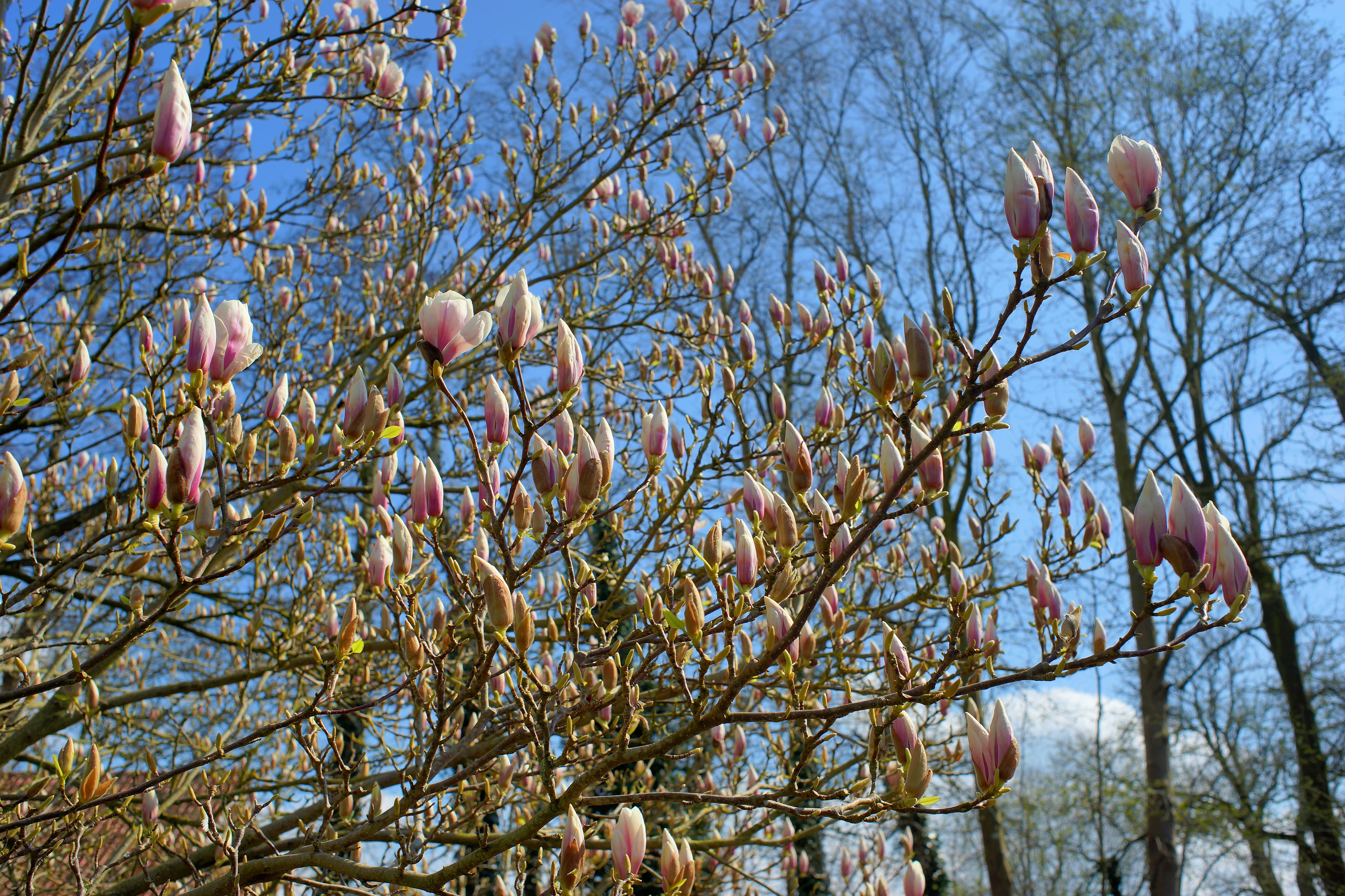 Early Bloomer, close, tulip magnolia, season, close-up, plant, bush, branch, ornamental plant, magnoliengewaechs, beauty In Nature, clear sky, blossom, HD Wallpaper