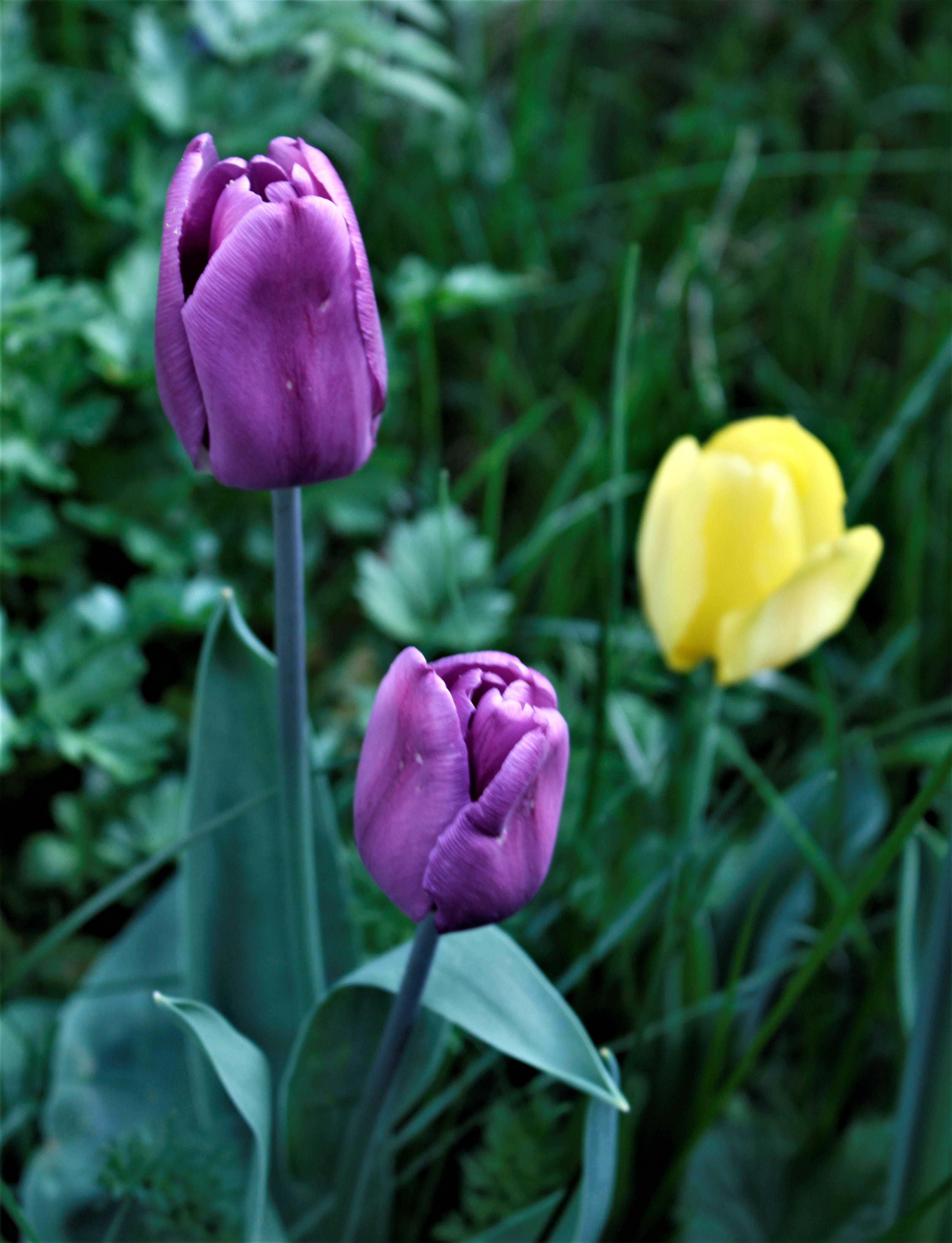 arrangement, flora, 4K, garden, spring, blossom, bloom, flower, beauty in nature, inflorescence, flower head, vulnerability, growth, tulip, green, freshness, Phone HD Wallpaper
