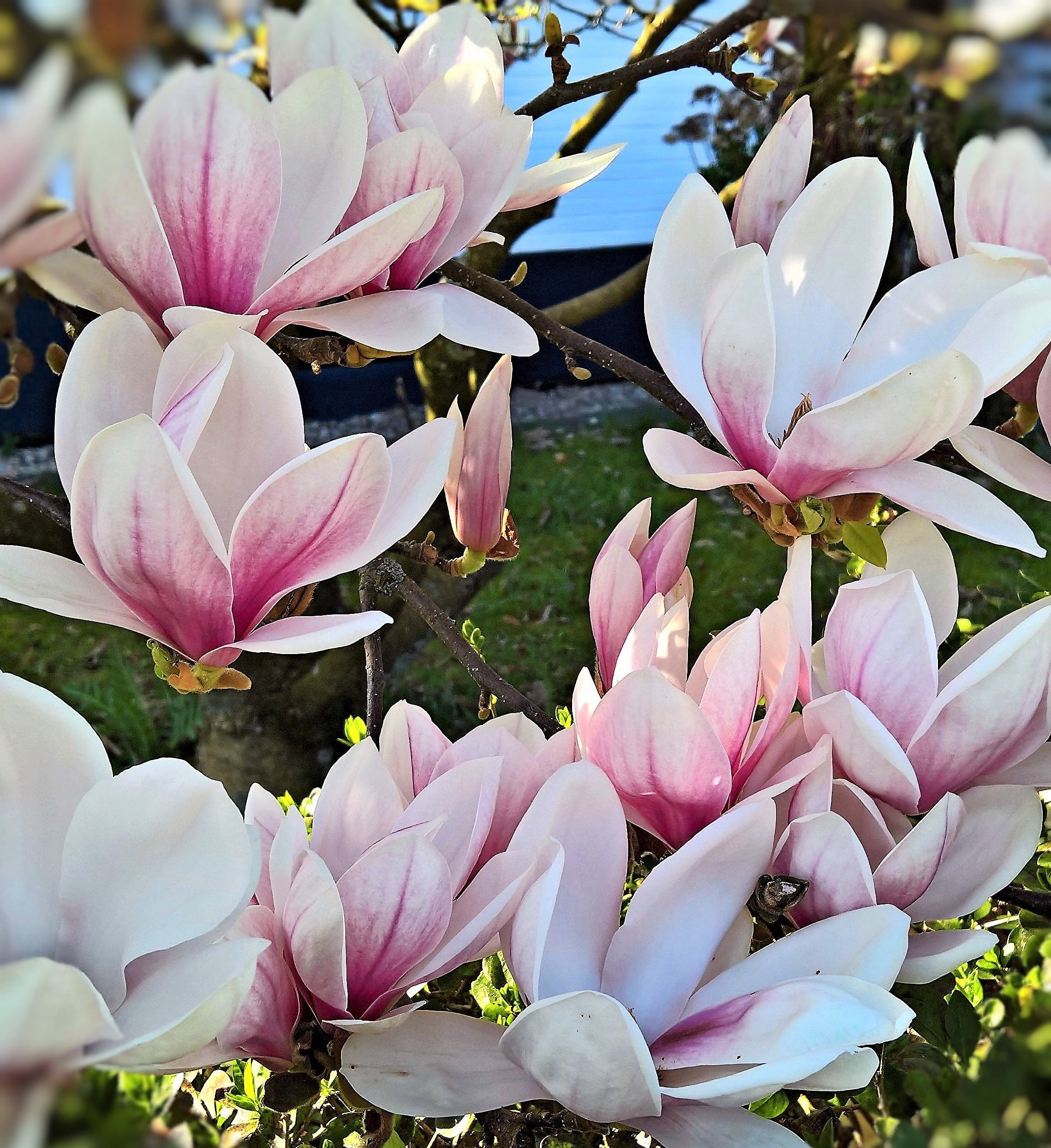 flowering plant, pink, white color, spring, magnolia, nature, vulnerability, no people, plant, large flowers, day, fragility, growth, blossom, tulip magnolia, Phone HD Wallpaper