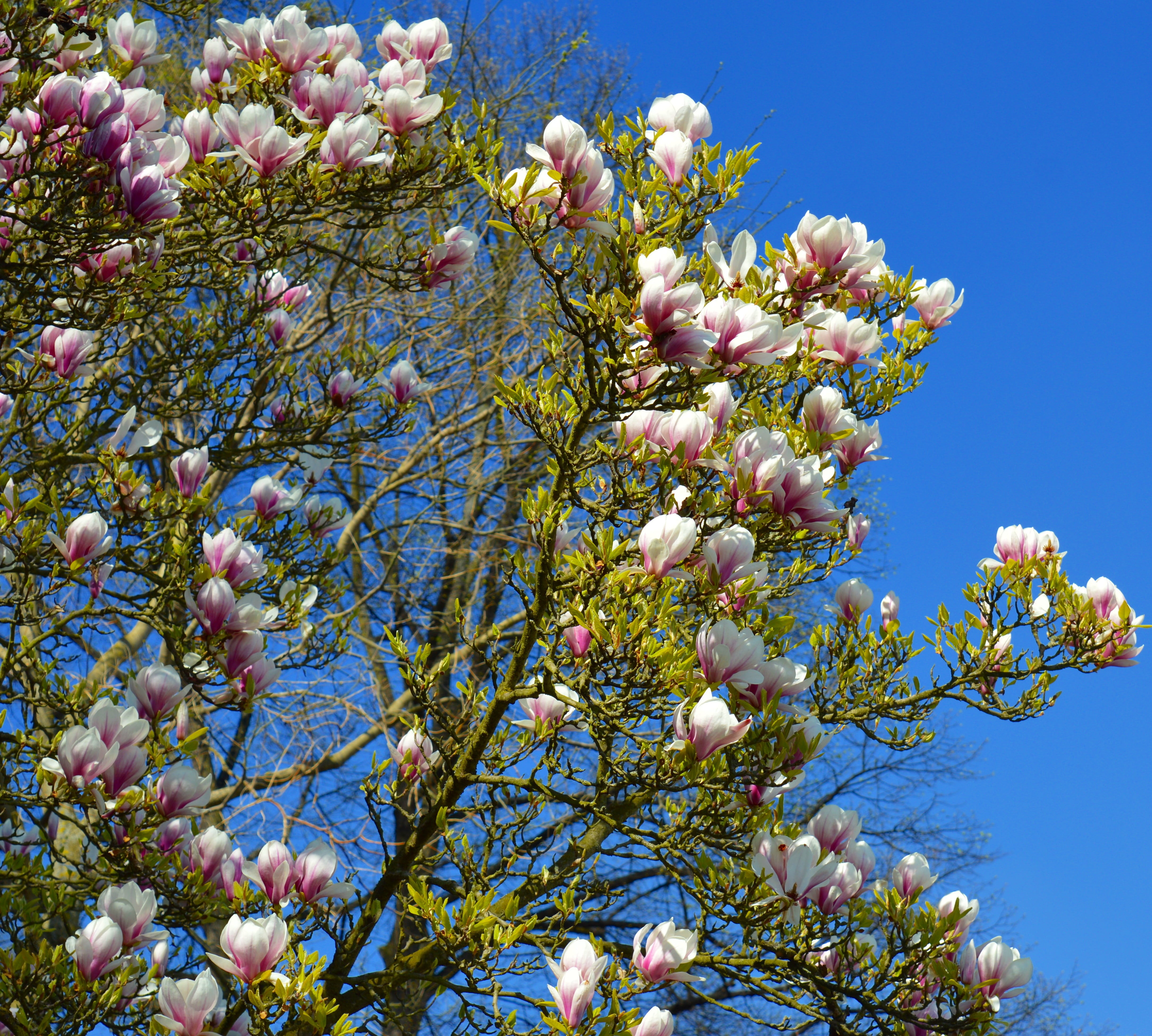 freshness, bloom, close-up, beautiful, cherry blossom, early bloomer, pink flower, pink, no people, blue, sun, vulnerability, flowers, harmony, magnolia flowers, HD Wallpaper