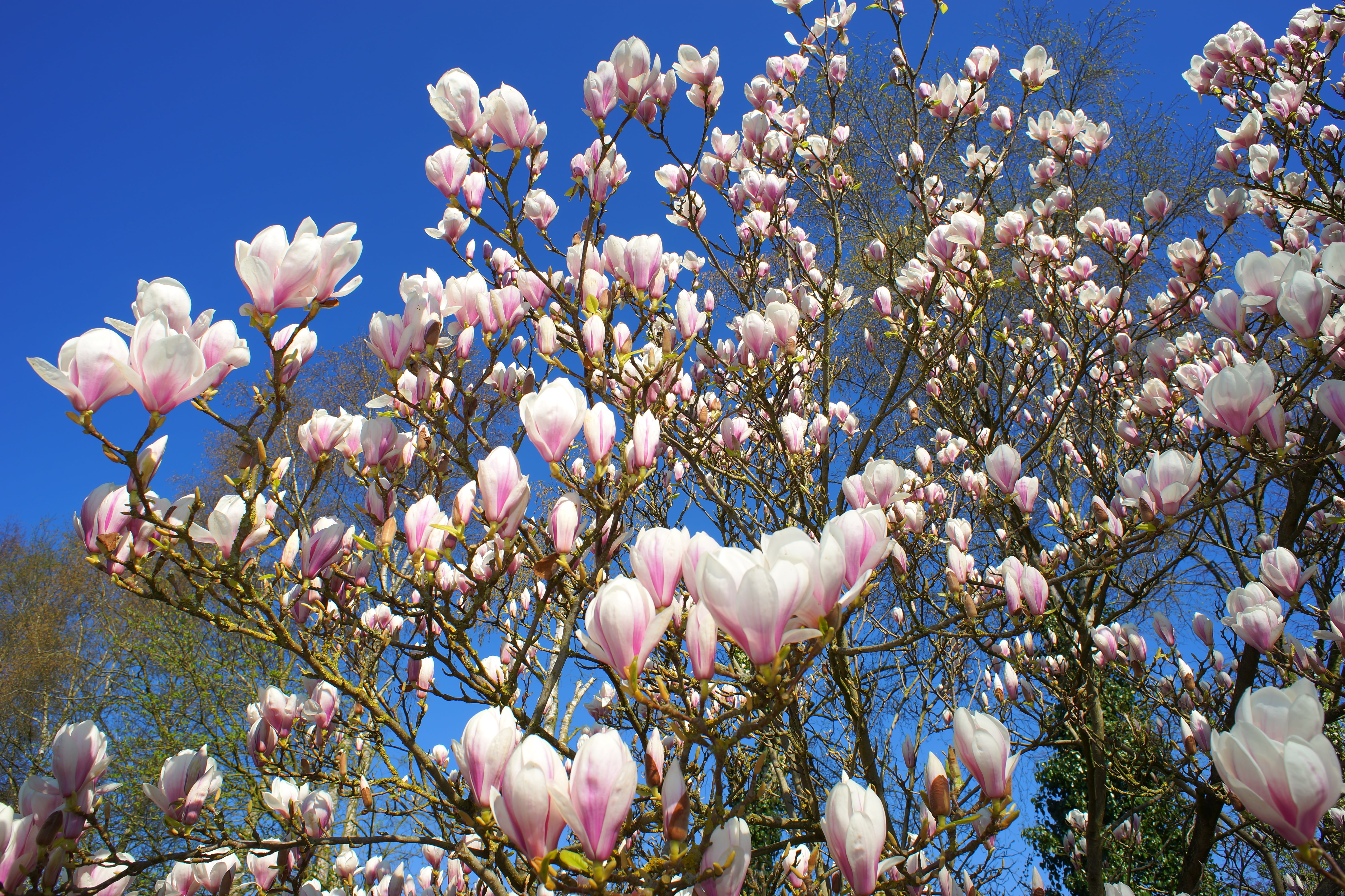 bush, pink Color, flower, growth, abundance, blue, magnolia, tulip magnolia, blossom, white, purple, day, freshness, flower Head, sky, springtime, season, HD Wallpaper