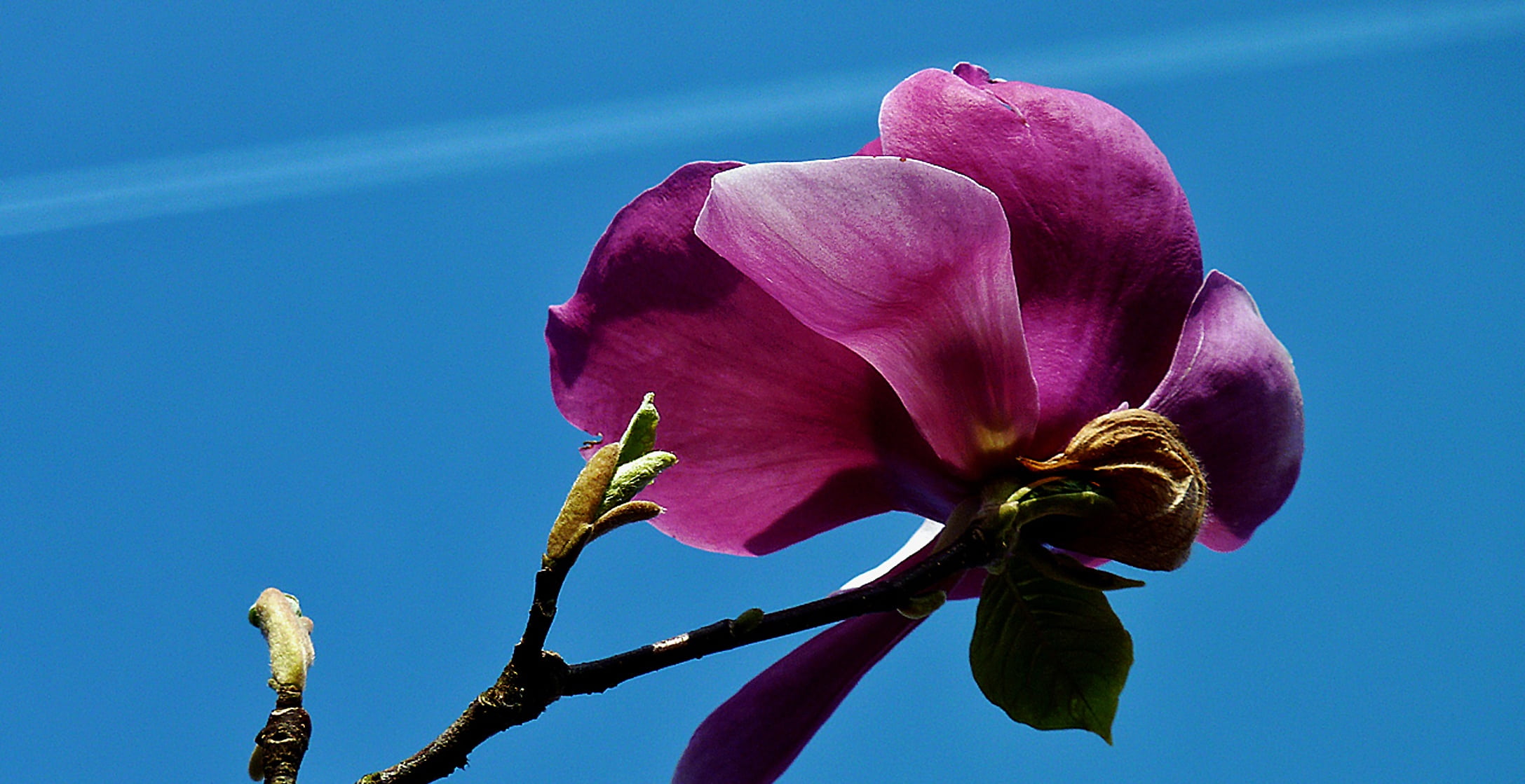 purple, growth, pink color, fragility, close-up, flower Head, freshness, day, magnolia, early bloomer, vulnerability, outdoors, plant, magnolia blossom, HD Wallpaper
