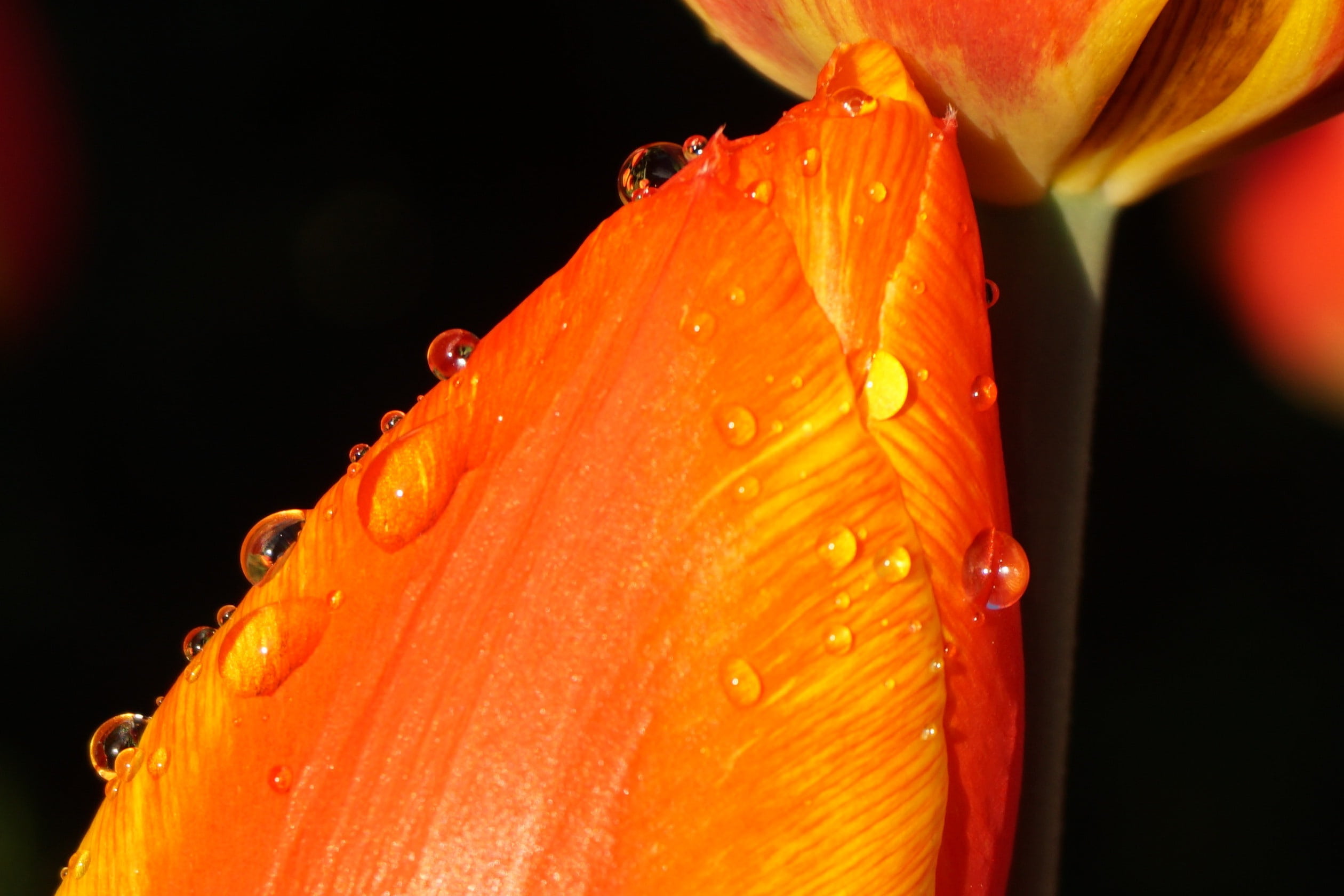 outdoors, no people, nature, bloom, inflorescence, pollen, 1080P, water, petal, orange color, drip, close, dew, plant, spring, lily, purity, blossom, growth, HD Wallpaper