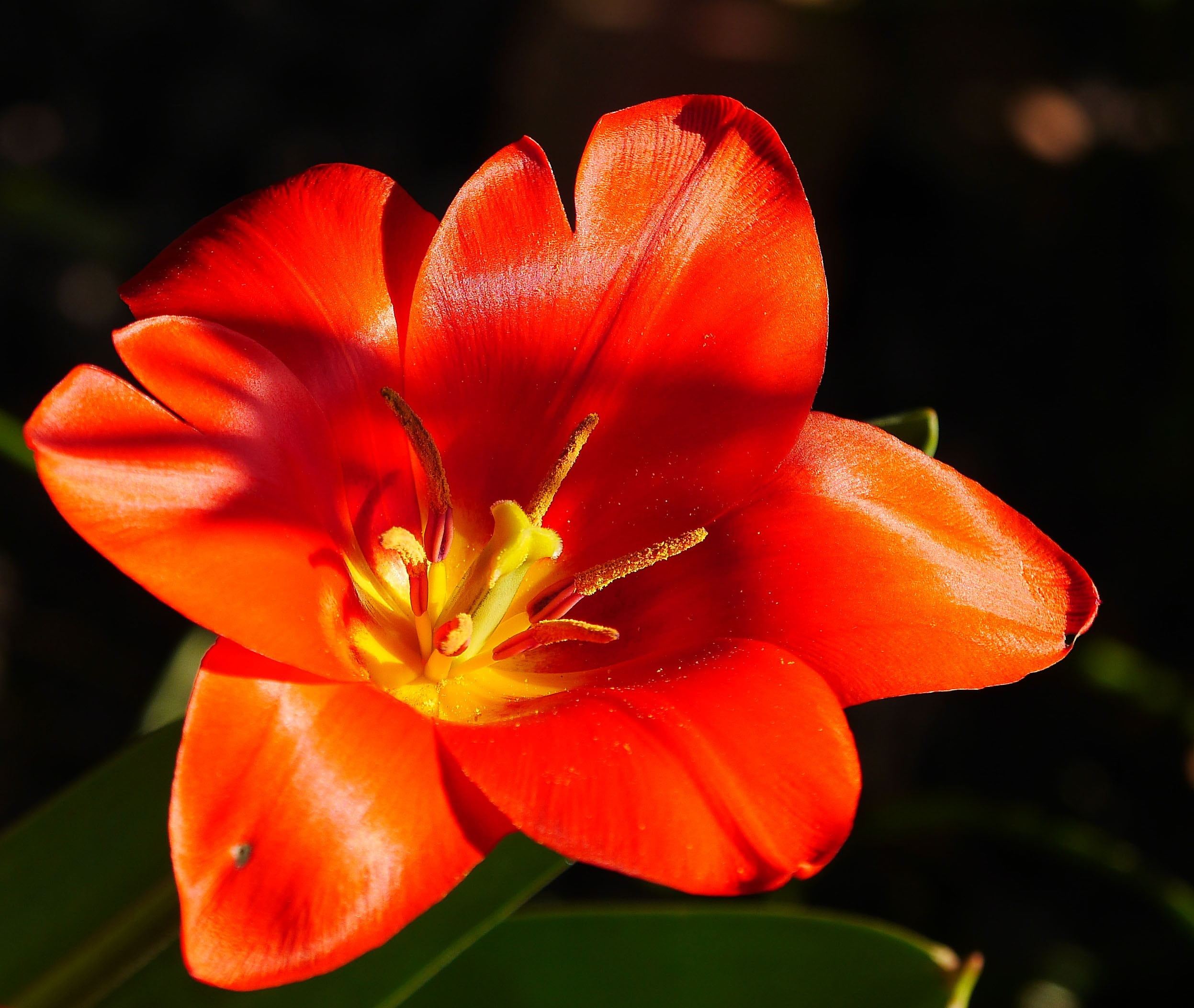 inflorescence, growth, dwarf tulip, pollen, bright, 1080P, high gloss, focus on foreground, shiny, no people, stamp, freshness, bloom, plant, spring, nature, HD Wallpaper