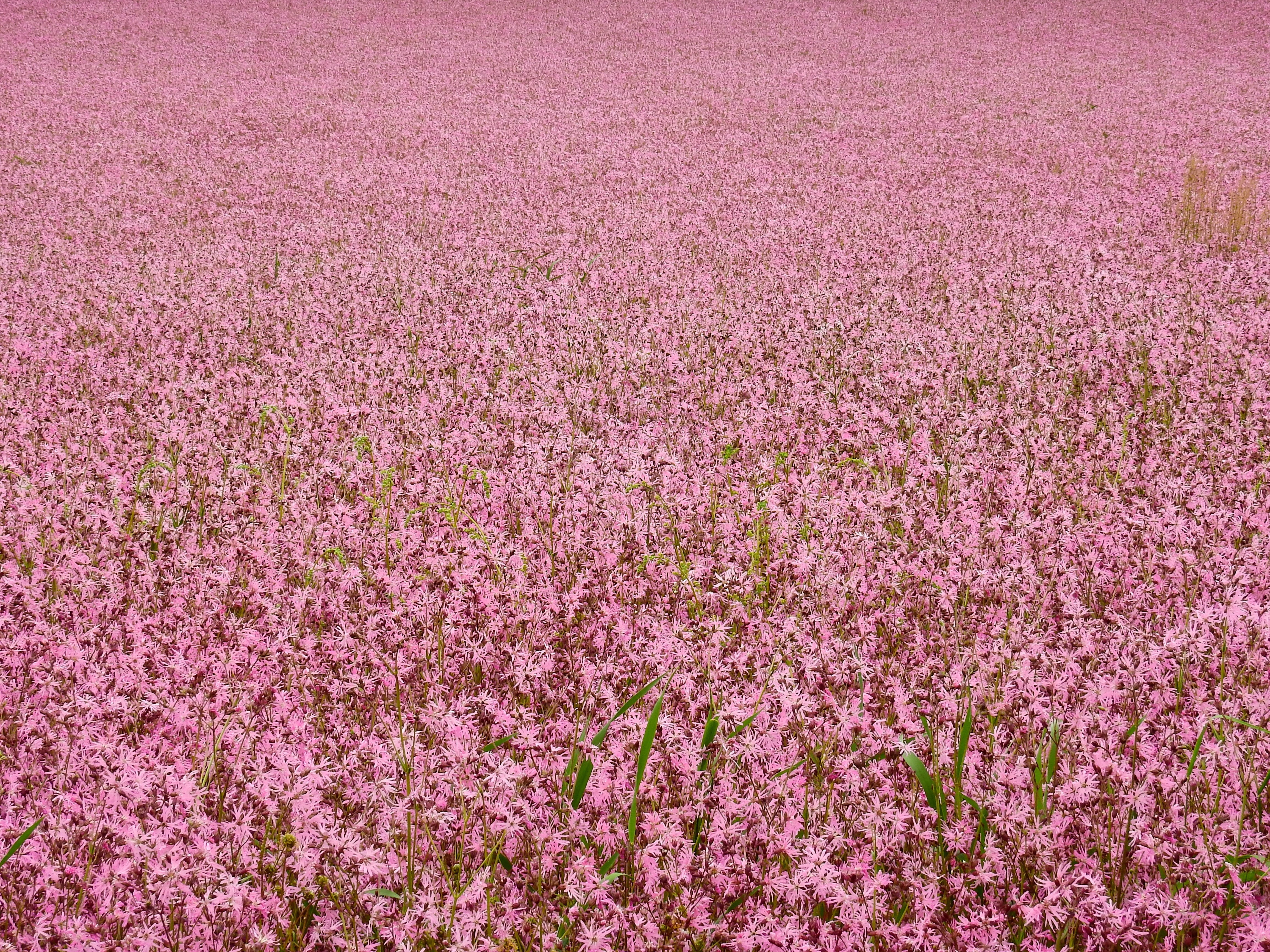 Flower, pink Color, cherry blossom, purple, day, fragility, flowers, beauty In Nature, freshness, no People, growth, nature, flowerbed, lychnis flos-cuculi, HD Wallpaper