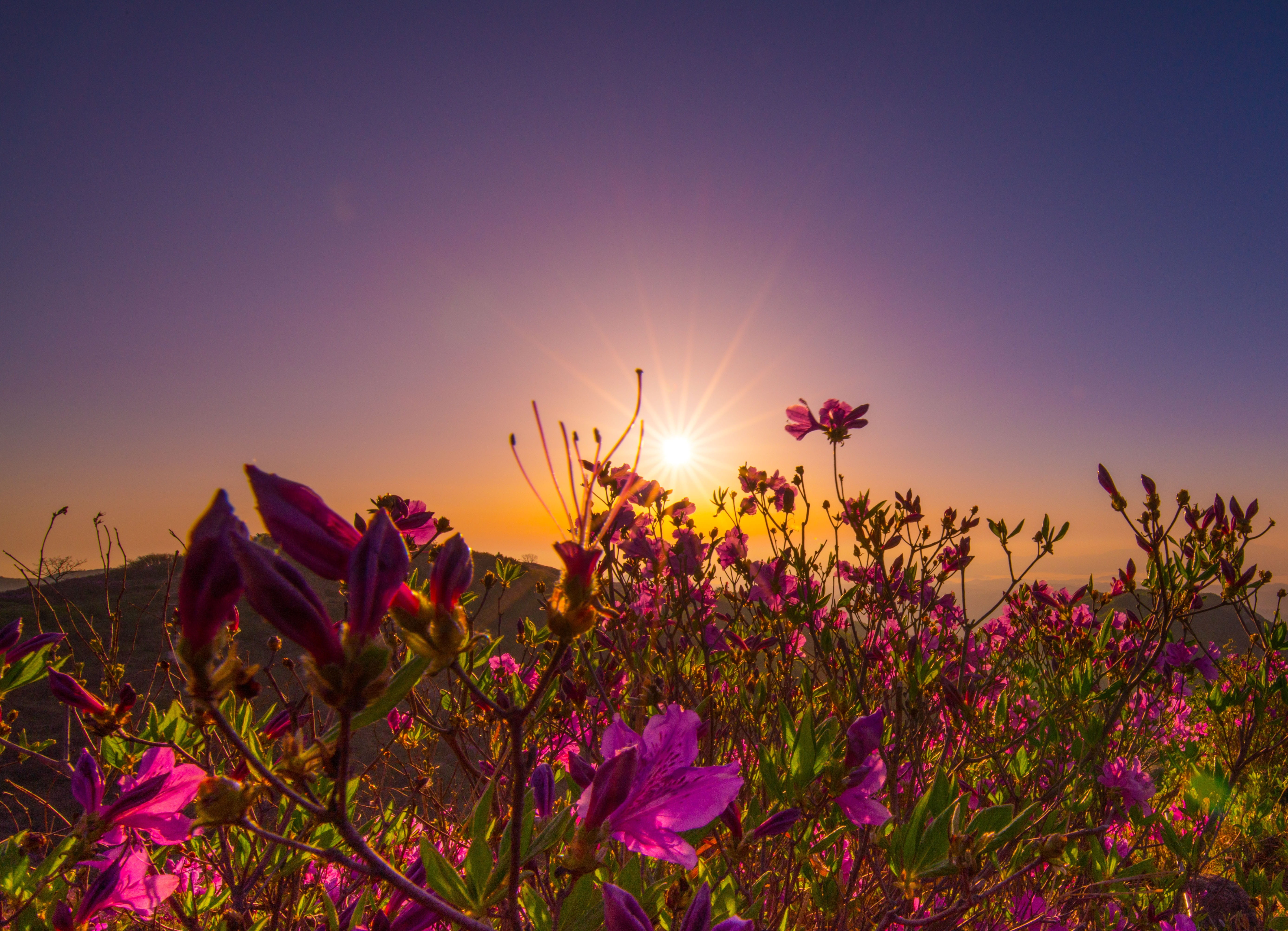 flowers, land, no people, beautiful, heaven, sunset, vulnerability, freshness, plant, azalea, sun, beauty in nature, summer, growth, tranquil scene, bloom, HD Wallpaper