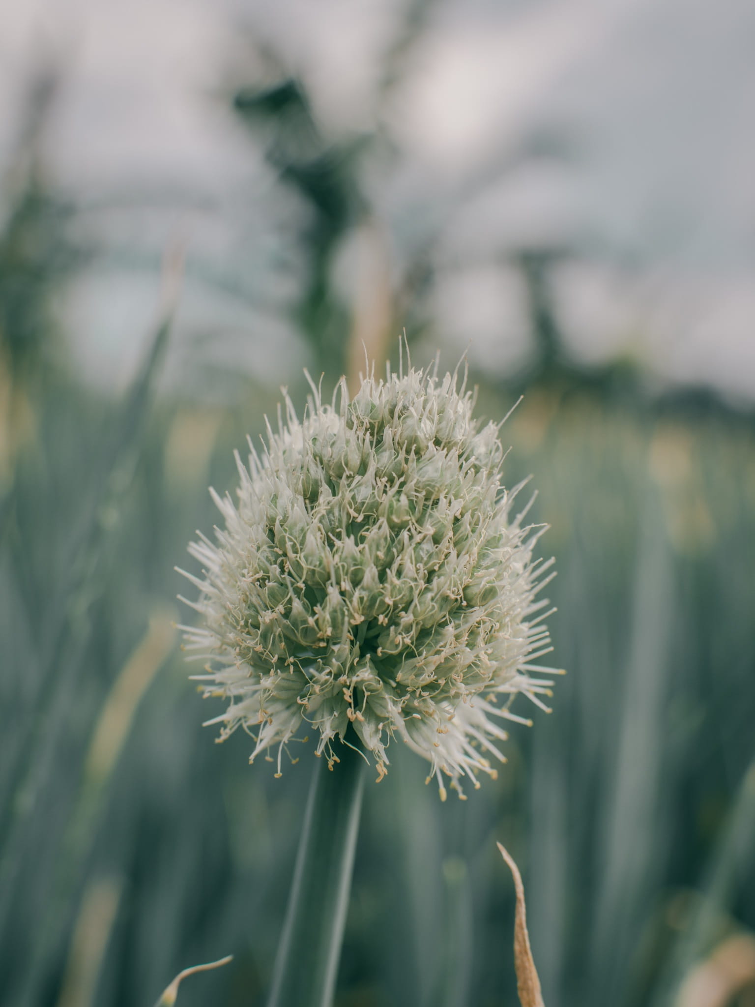fragility, field, fresh, flower head, plant stem, growth, beautiful, inflorescence, flo, beauty in nature, outdoors, green, no people, phonewallpaper, good, Phone HD Wallpaper