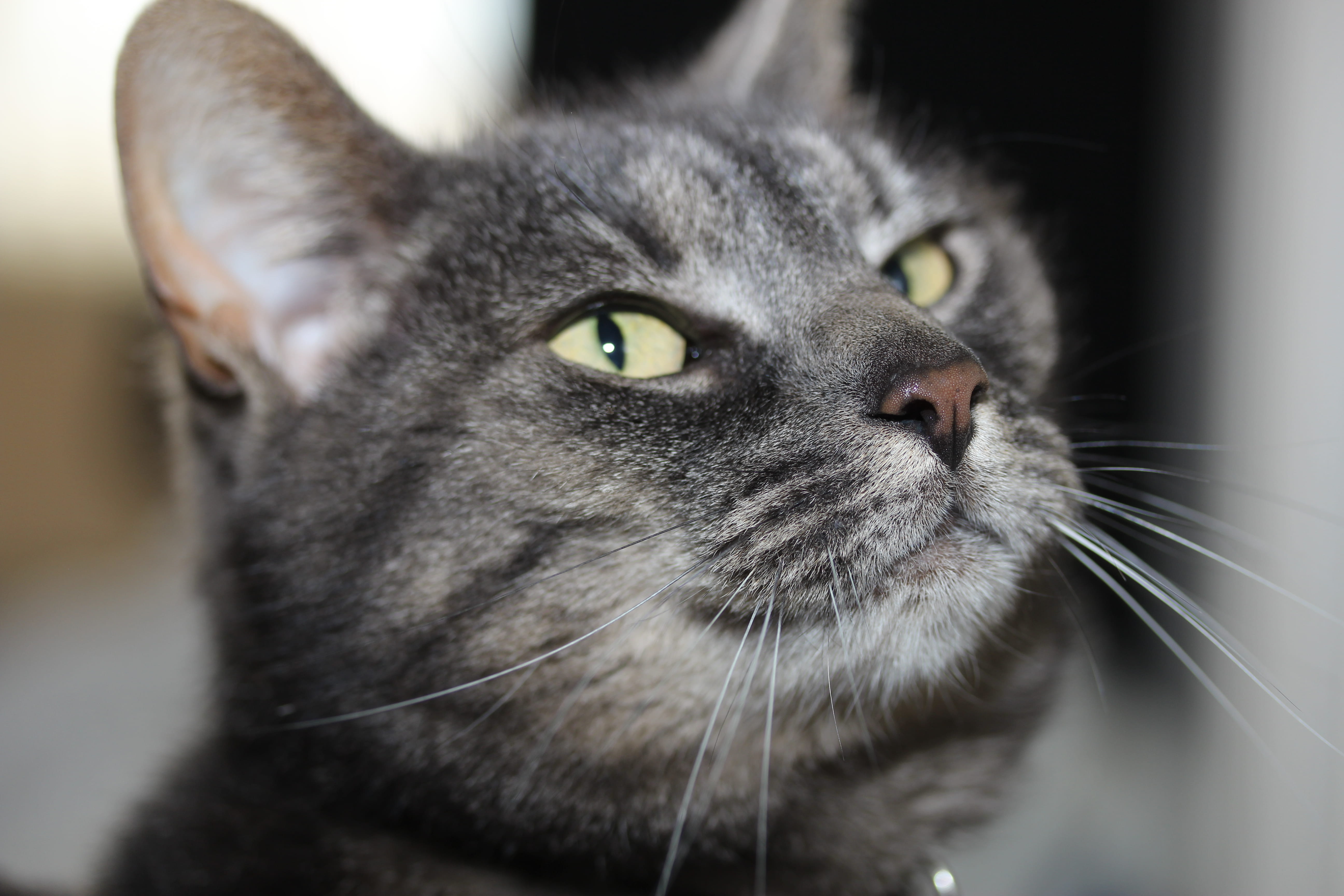 yellow eyes, focus on foreground, indoors, cat, close-up, animal, nose, portrait, animal head, flo, grey, domestic, animal themes, domestic animals, animal body part, HD Wallpaper