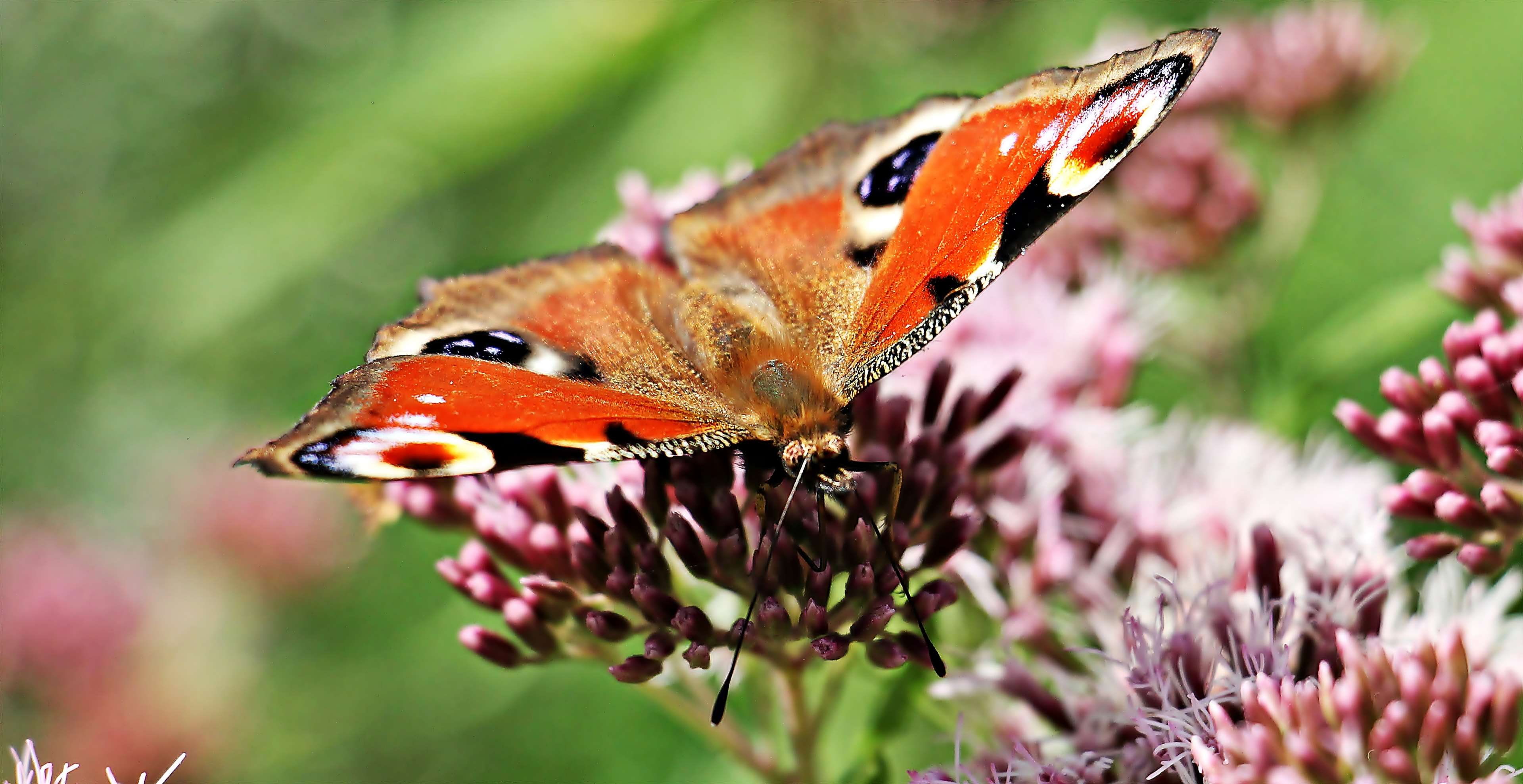 day, nature documentary, summer, wild flo, beautiful, color, animal, animal wildlife, 4K, no people, flower head, plant, close-up, animal markings, butterfly, HD Wallpaper