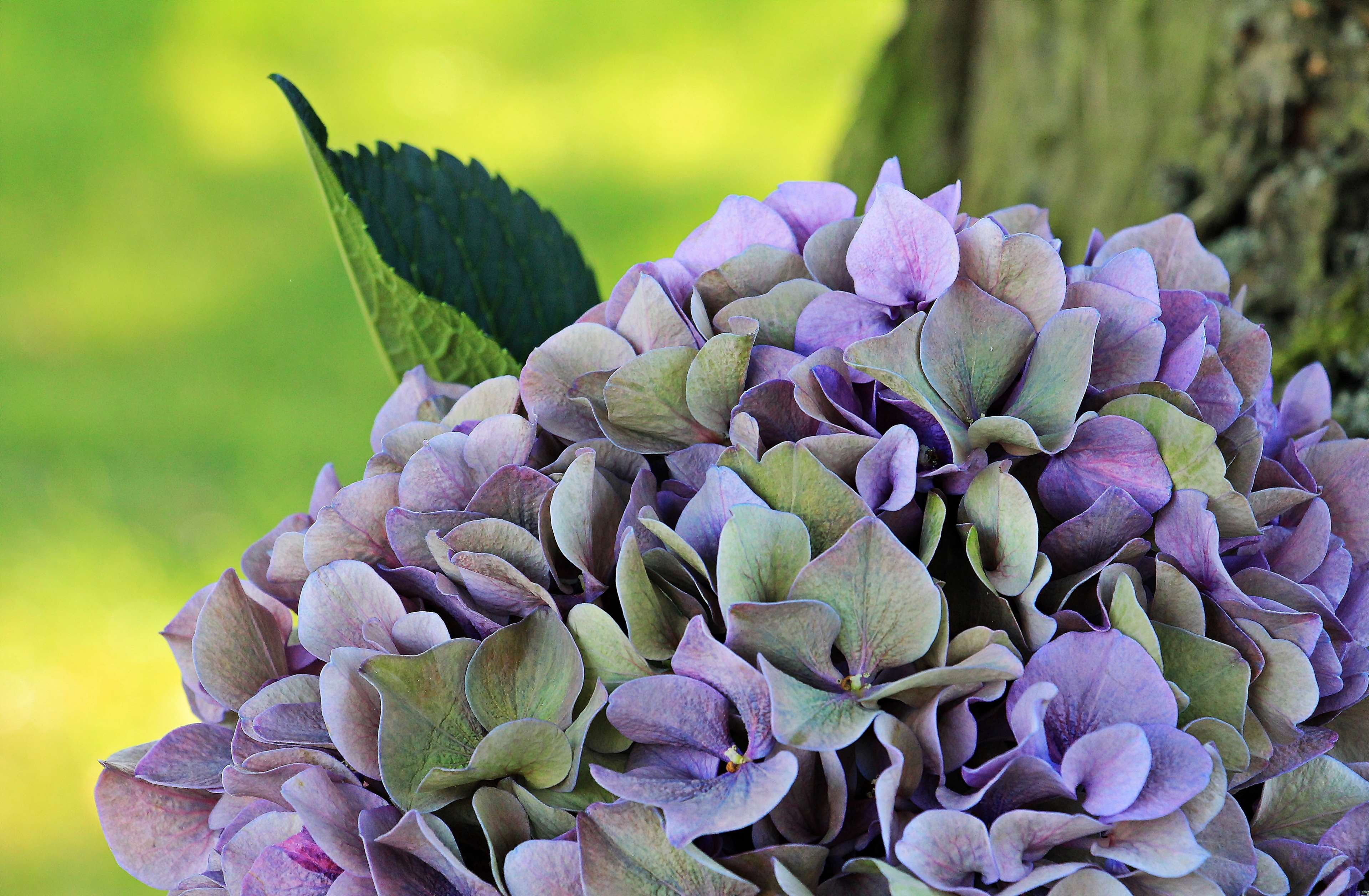 background, plant part, blossom, nature, purple, blue purple flower, 4K, ornamental garden, bunch of flowers, outdoors, petal, growth, no people, bloom, HD Wallpaper