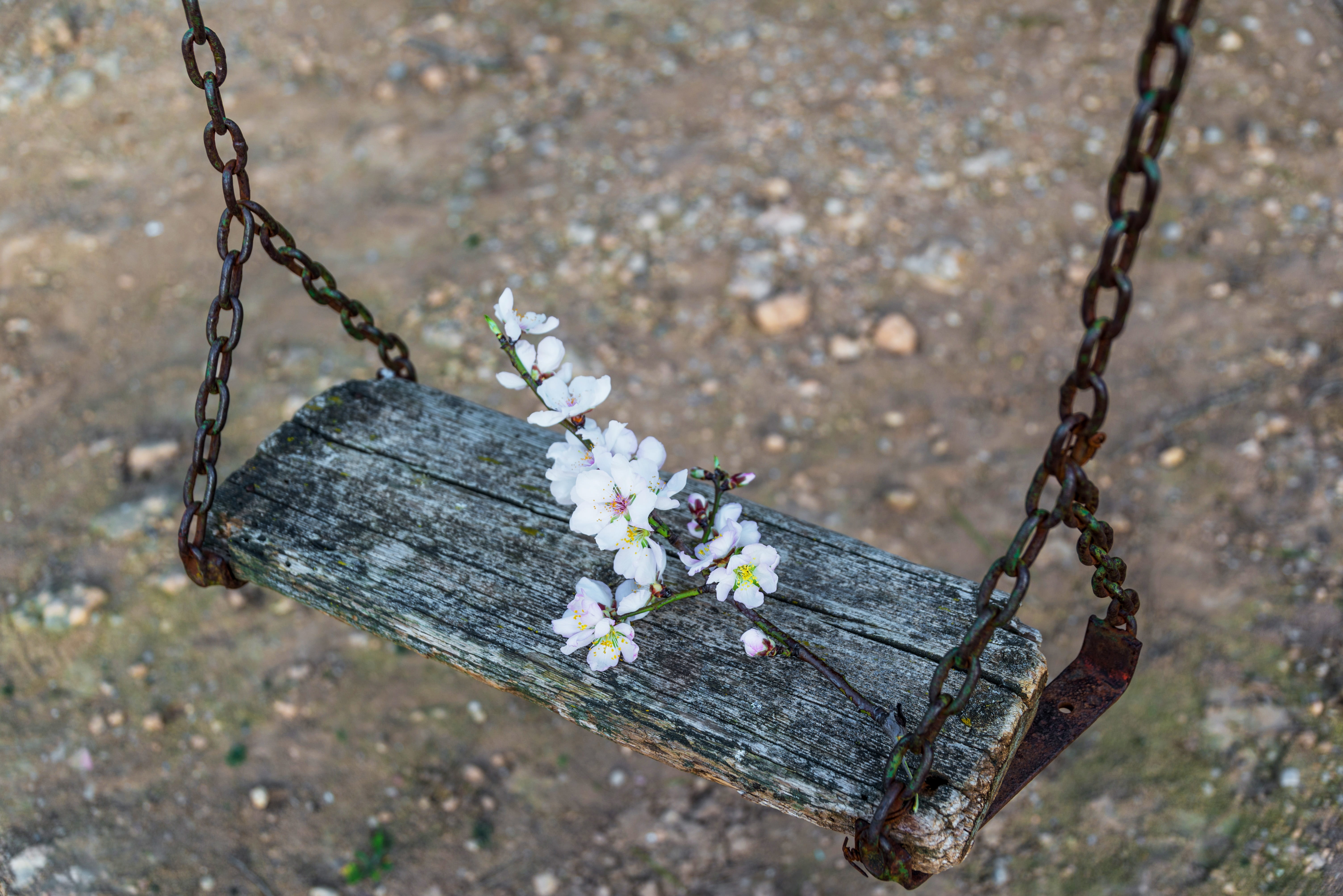 park, flo, flowers, fragility, wood - material, tree, flower head, bench, nature, focus on foreground, close-up, brown, flowering plant, beauty in nature, HD Wallpaper