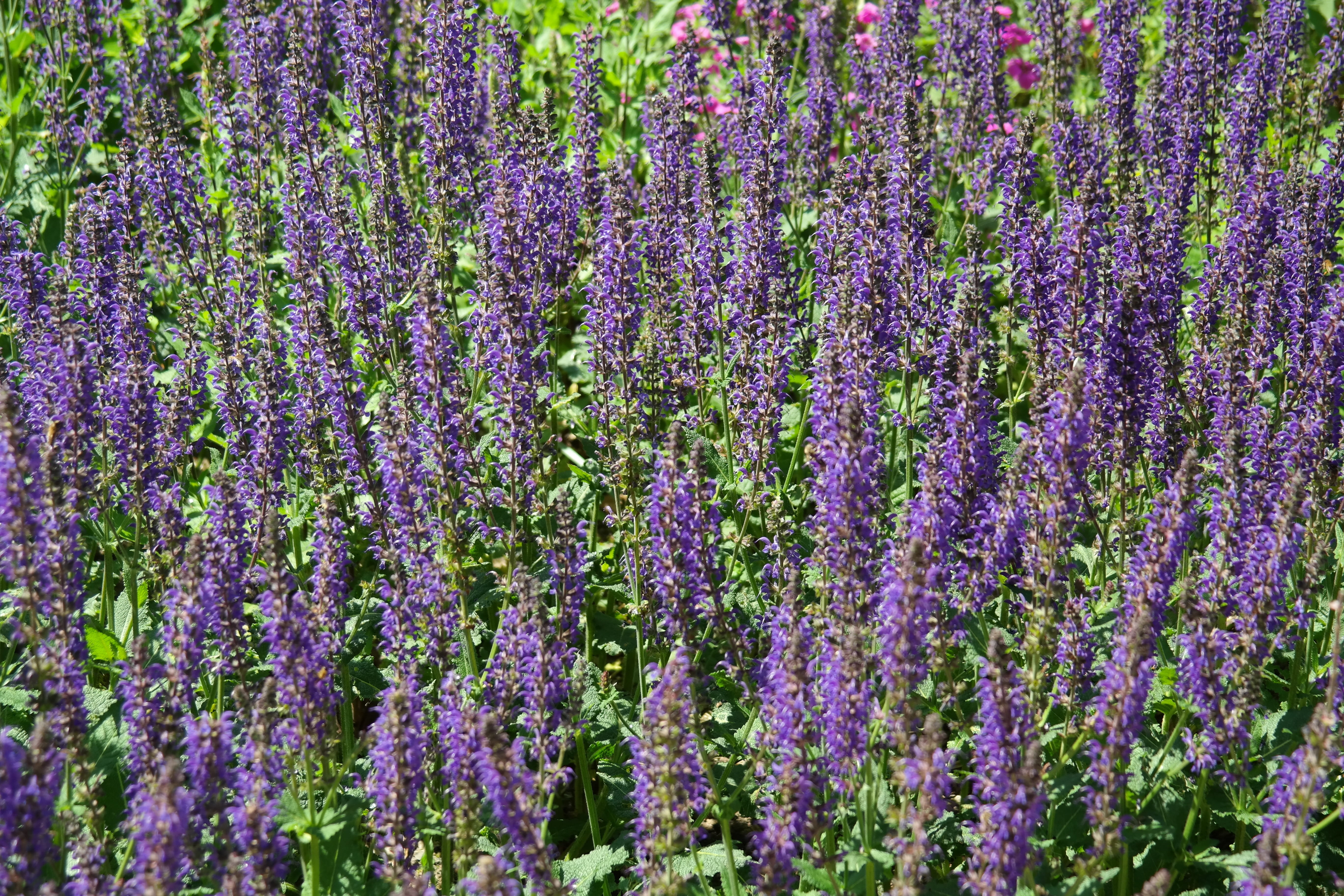 flowers, fragrant, lamiaceae, backgrounds, abundance, blue, sage way, day, full frame, pointed flower, springtime, vulnerability, lavender, land, salvia pratensis, HD Wallpaper