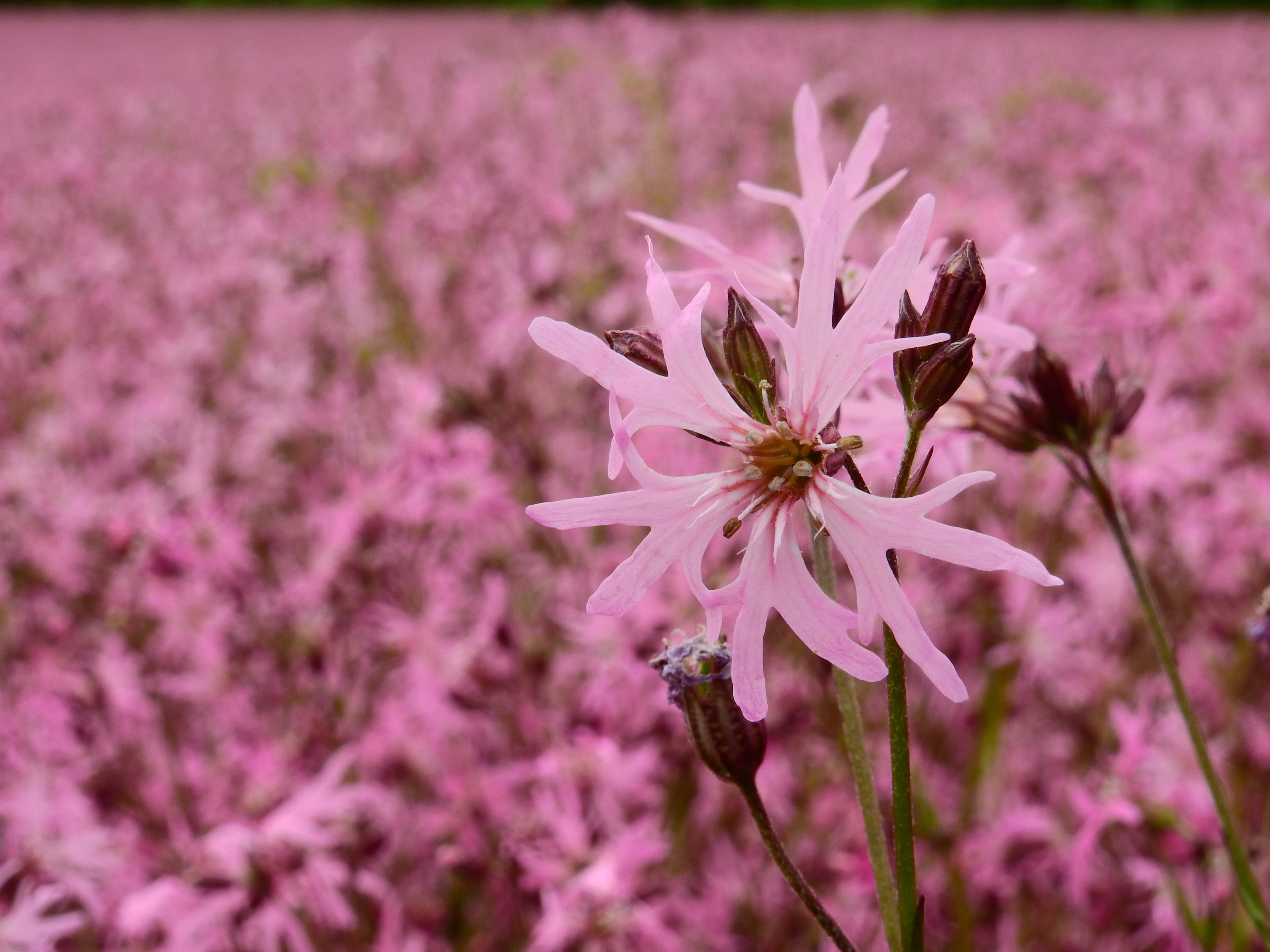 campion, vulnerability, focus on foreground, day, field, Bloom, springtime, pink color, lychnis flos-cuculi, outdoors, inflorescence, cuckoo-light elke, HD Wallpaper