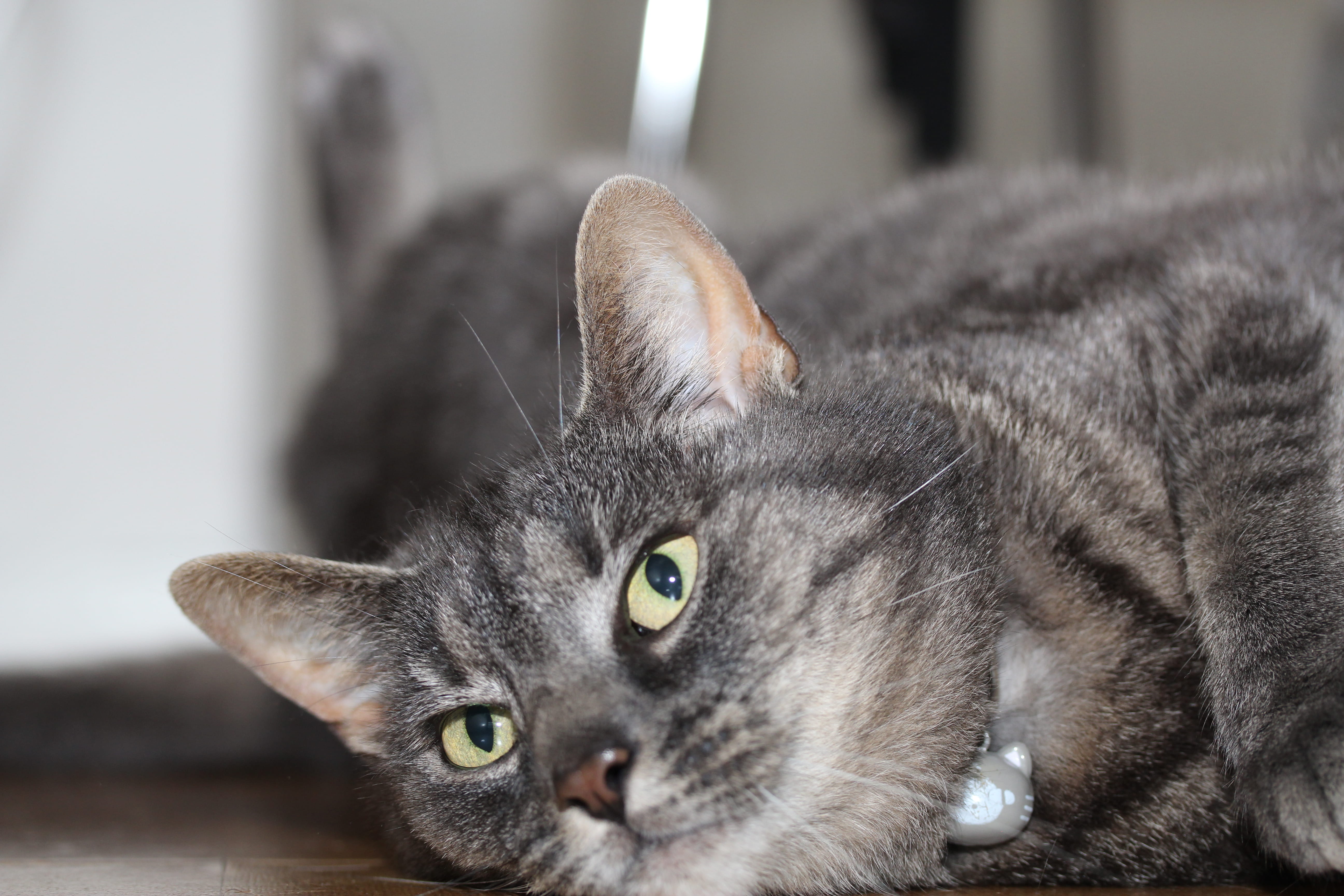 portrait, whisker, 5K, cats, close-up, looking at camera, relaxation, animal head, lying down, animal, no people, vertebrate, flo, yellow eyes, animal eye, HD Wallpaper
