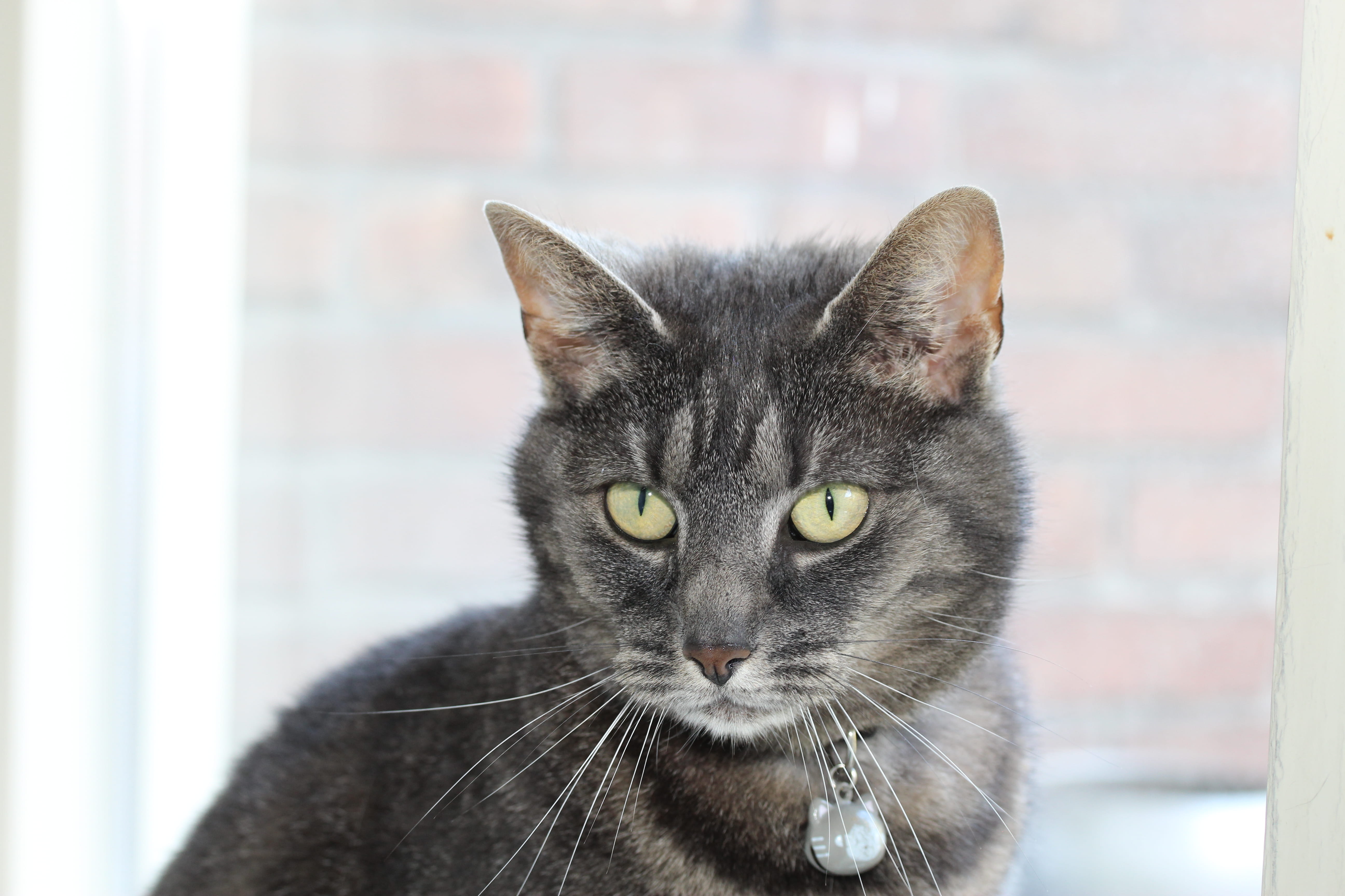 5K, domestic cat, focus on foreground, animal eye, grey cat, animal body part, looking at camera, cat, animal head, no people, animal themes, mammal, domestic animals, HD Wallpaper