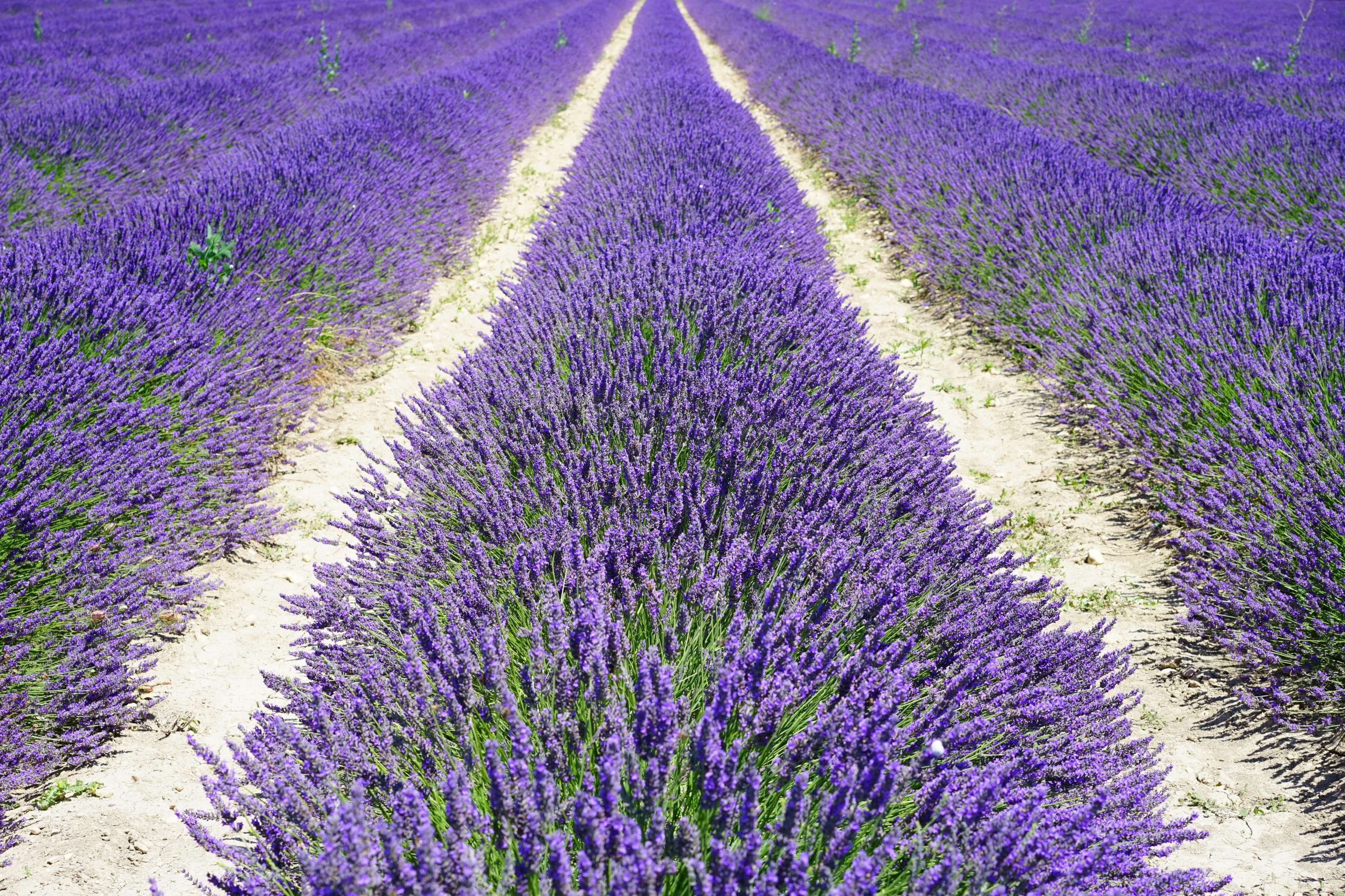 freshness, blooming lavender, flowers, botany, fragrant, lavender colored, flowering, rural scene, fragility, plant, fragrance, french, land, aromatic, HD Wallpaper