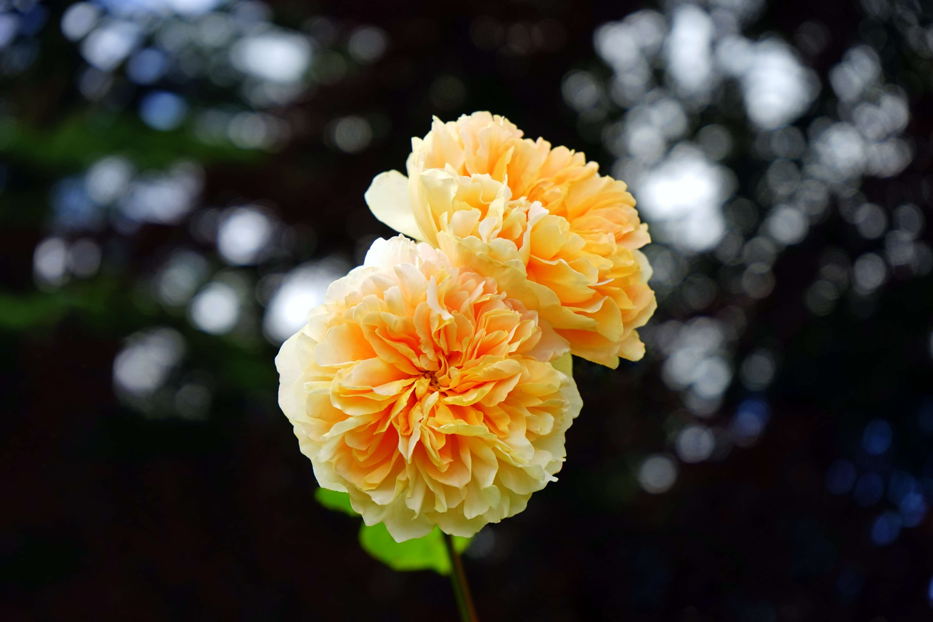 4K, botanical, landscape, freshness, flowers, plant, close up, beautiful, garden, outdoor, petal, orange color, yellow flo, nature, natural, blooming, HD Wallpaper