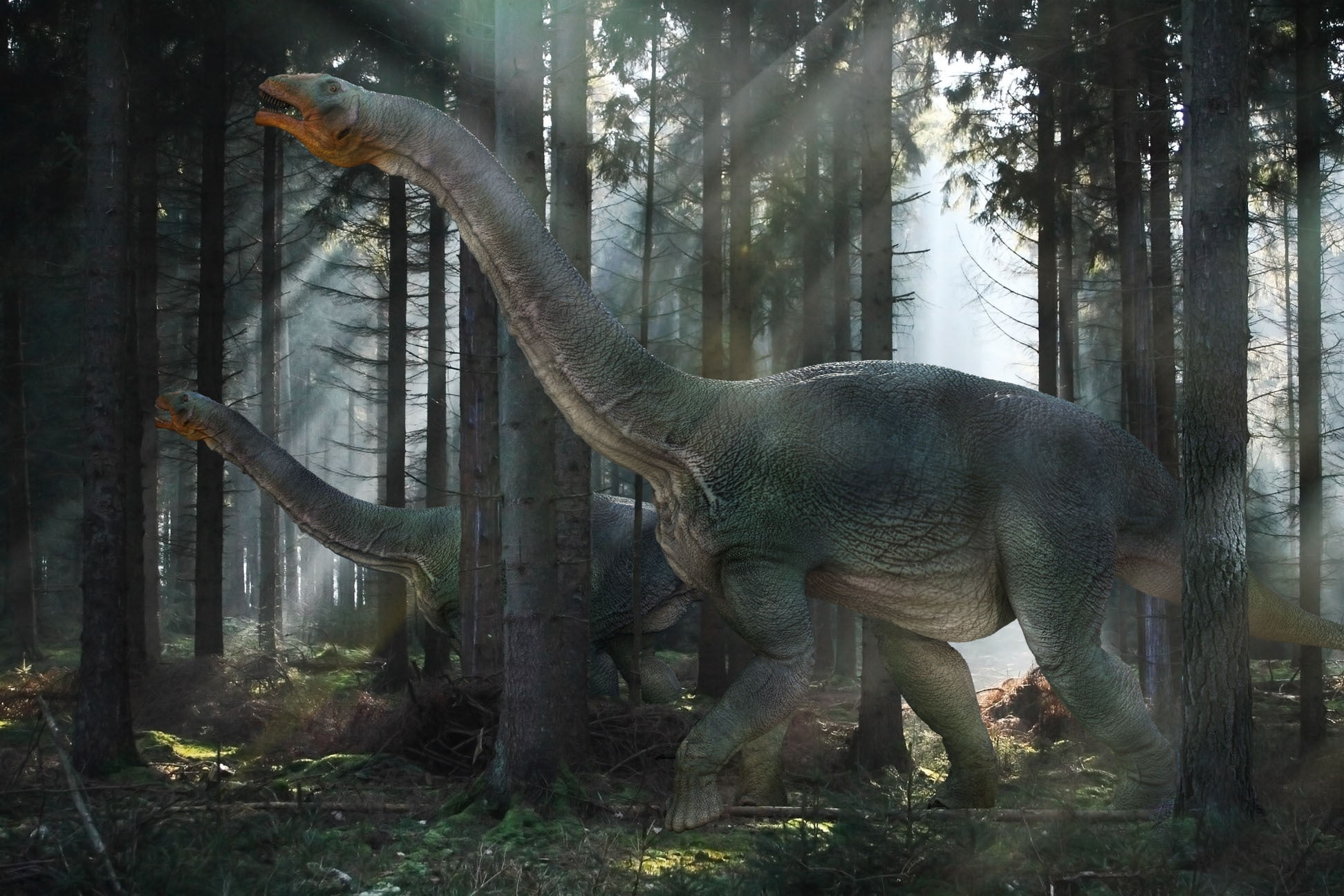 large, gray, 1080P, wildlife, animal themes, dinosaurs, animal, animal wildlife, tree trunk, animal Trunk, nature, tree, animals In The Wild, one animal, HD Wallpaper