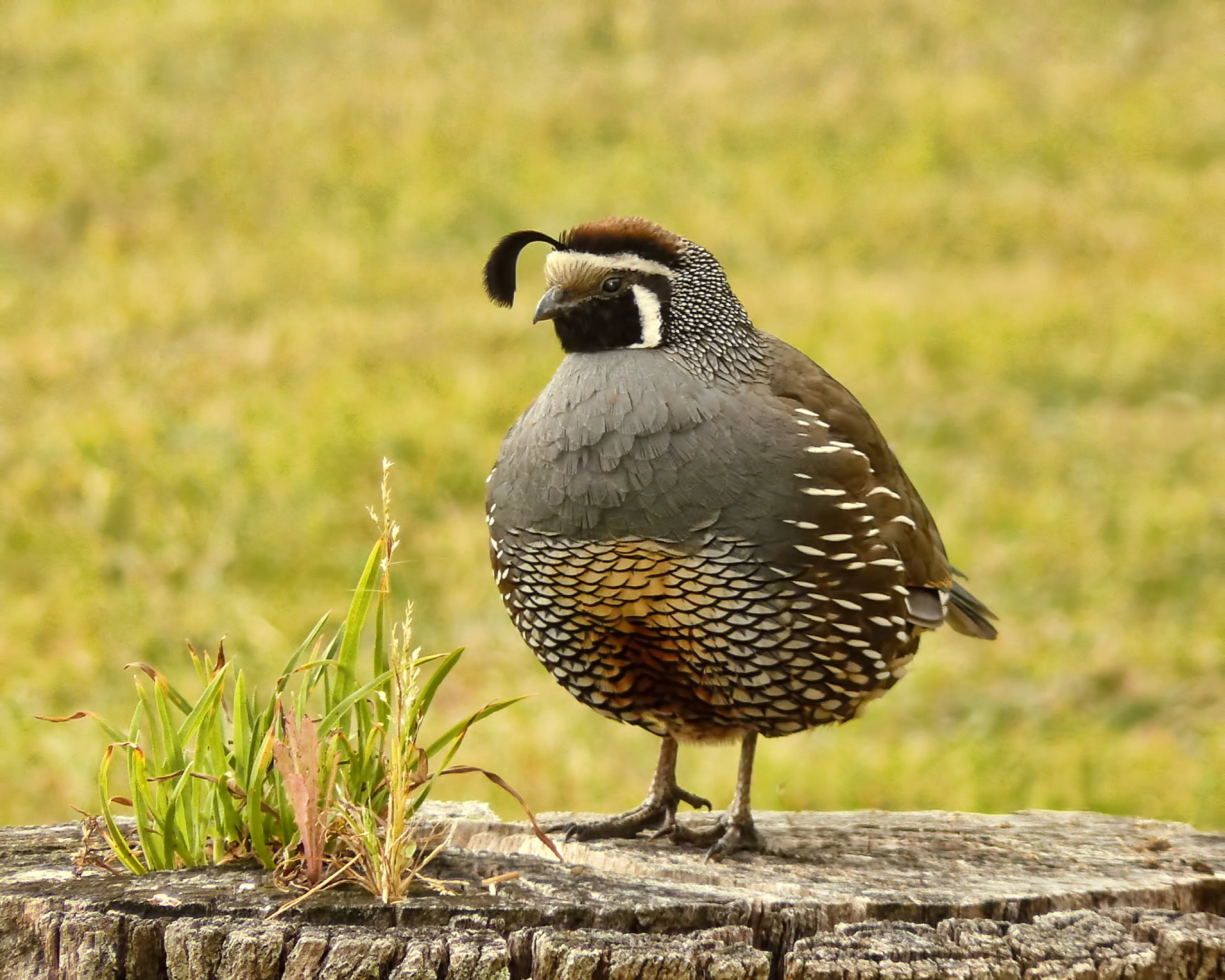 photo, daytime, binomial, tree, log, outdoors, nature, california  quail, shallow focus, wildlife, animal, shallow, male, bird, California Quail, game  bird, HD Wallpaper