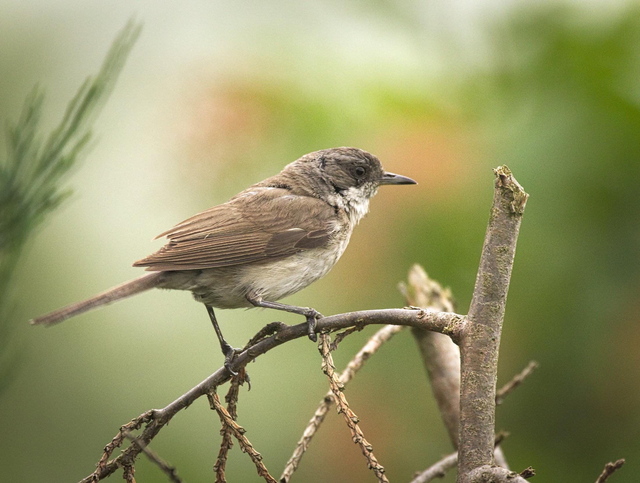 outdoors, selective focus, 1080P, Sylvia curruca, focus, nature, branch, wildlife, beak, Lesser whitethroat, lesser, bird Watching, parakeet, brown, photography, HD Wallpaper