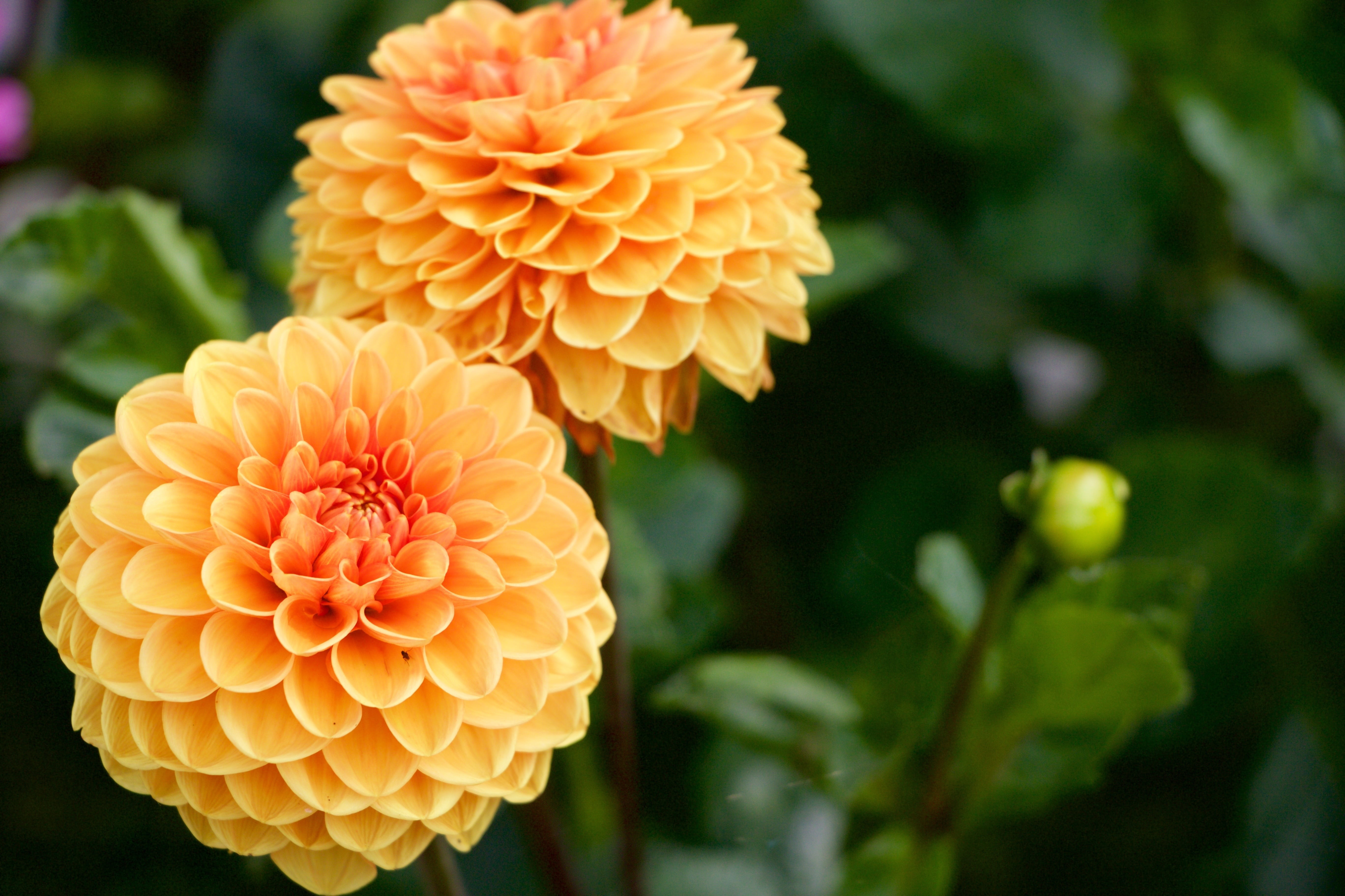 flowers, plant, petal, nature, close-up, bloom, orange color, growth, dahlia, inflorescence, freshness, outdoors, beauty in nature, blossom, 5K, fragility, HD Wallpaper