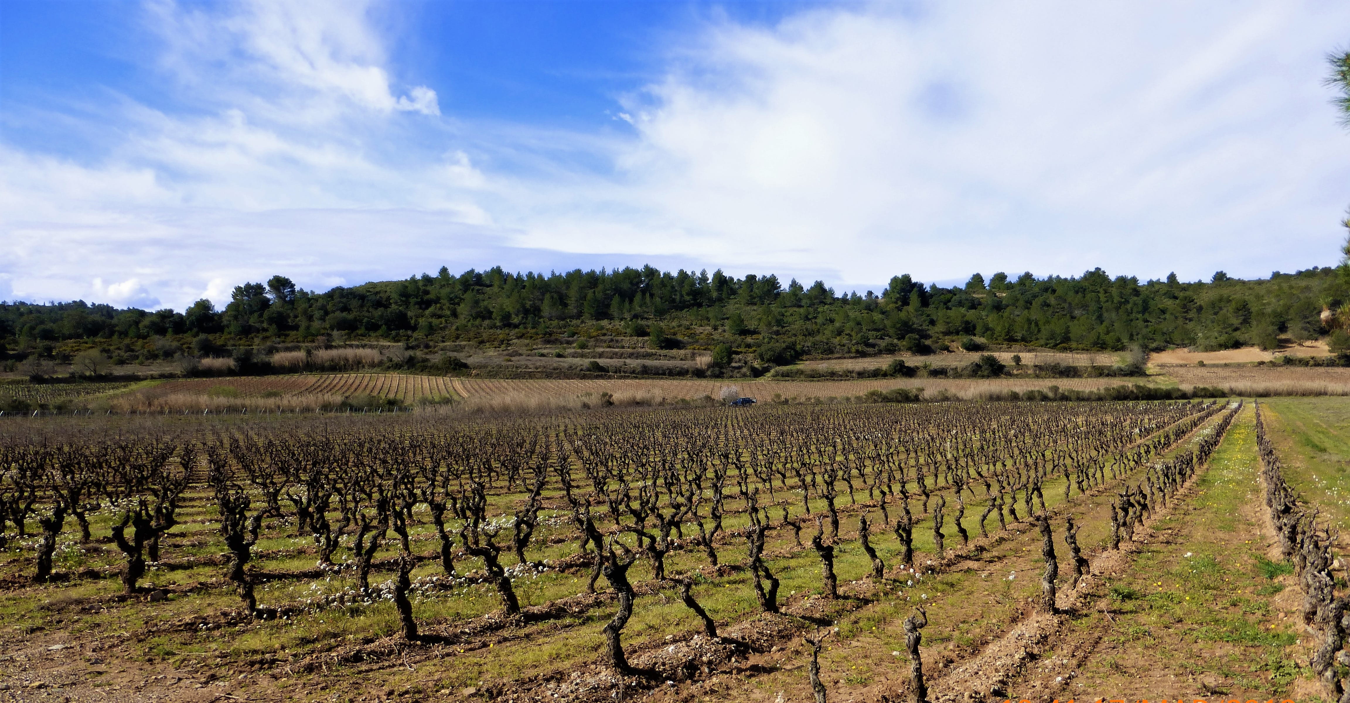 no people, farm, vineyard, growth, plantation, rural, in a row, cloud - sky, winemaking, agro-industry, environment, 4K, agriculture, field, sky, plant, HD Wallpaper