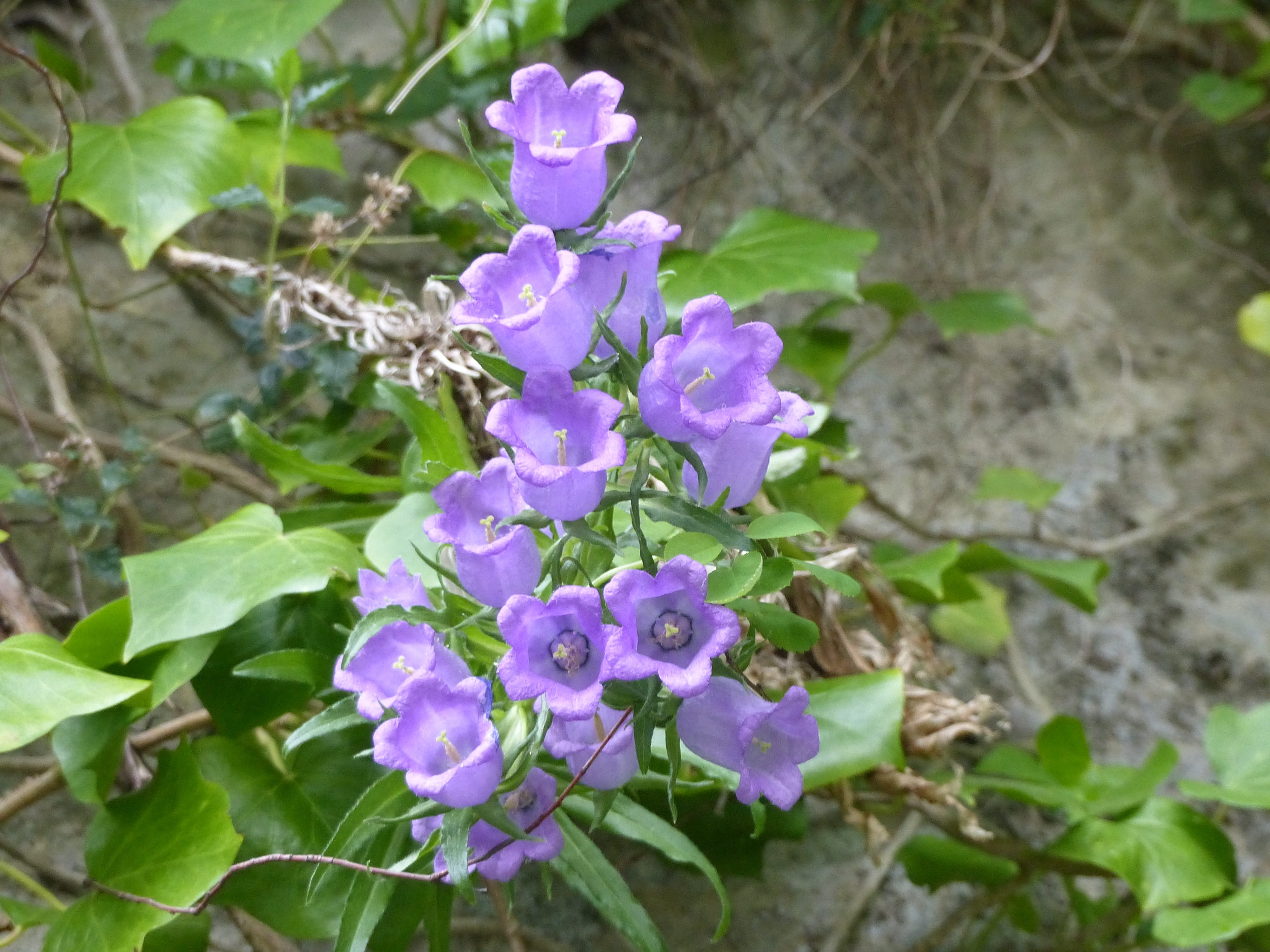 day, plants, plant, bellflower, summer flowers, flower, purple, flowering plant, inflorescence, green leaves, focus on foreground, plant part, lilac, aude, HD Wallpaper