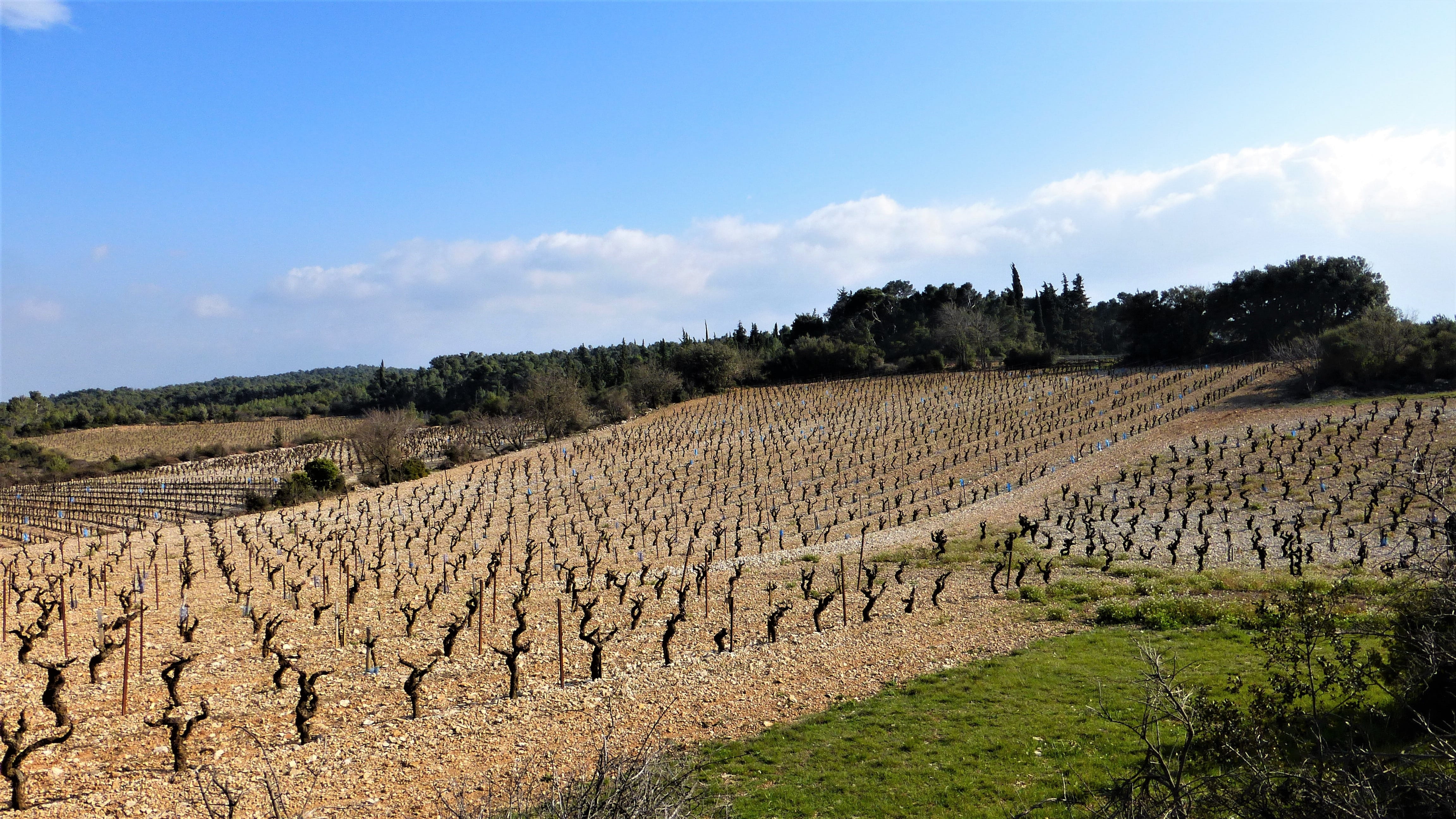 4K, agro-industry, scenics - nature, environment, no person, plant, tranquility, sky, outdoors, rural scene, winemaking, cloud - sky, vineyard, france, HD Wallpaper