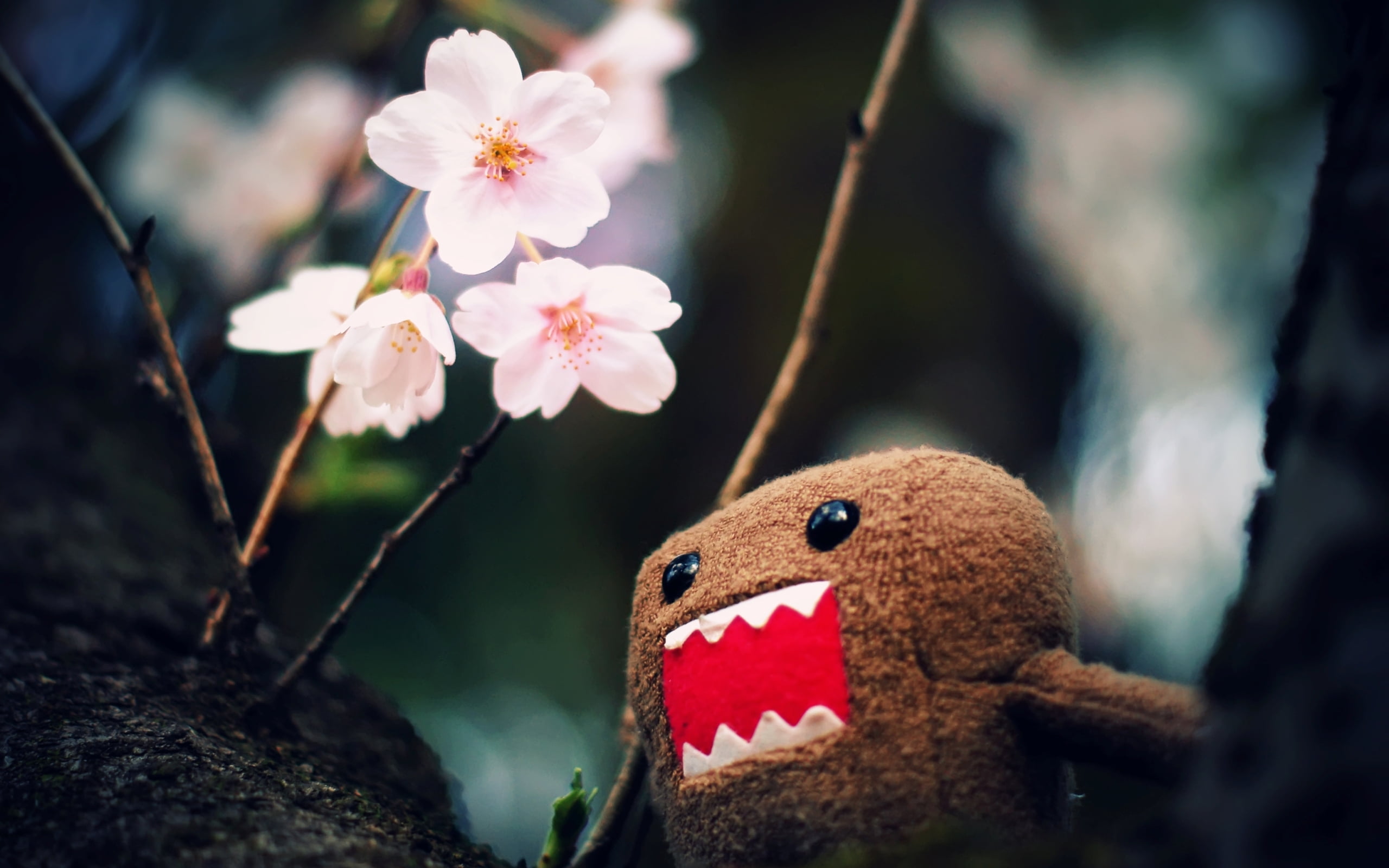 white color, representation, cherry blossom, plant, flower head, character, outdoors, growth, branches, selective focus, petal, flowers, domo, HD Wallpaper