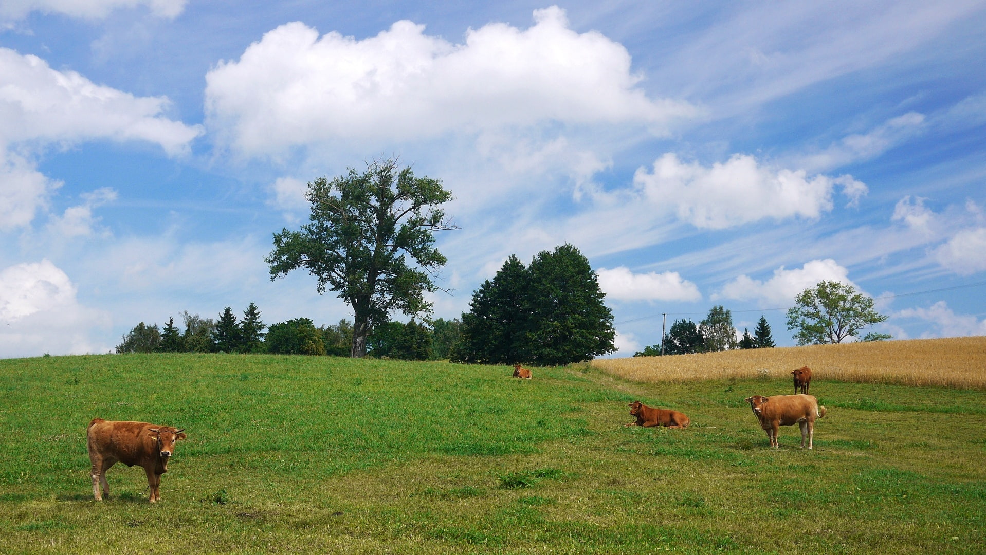 field, kar, landscape, 720P, cow, trees, sky, HD Wallpaper