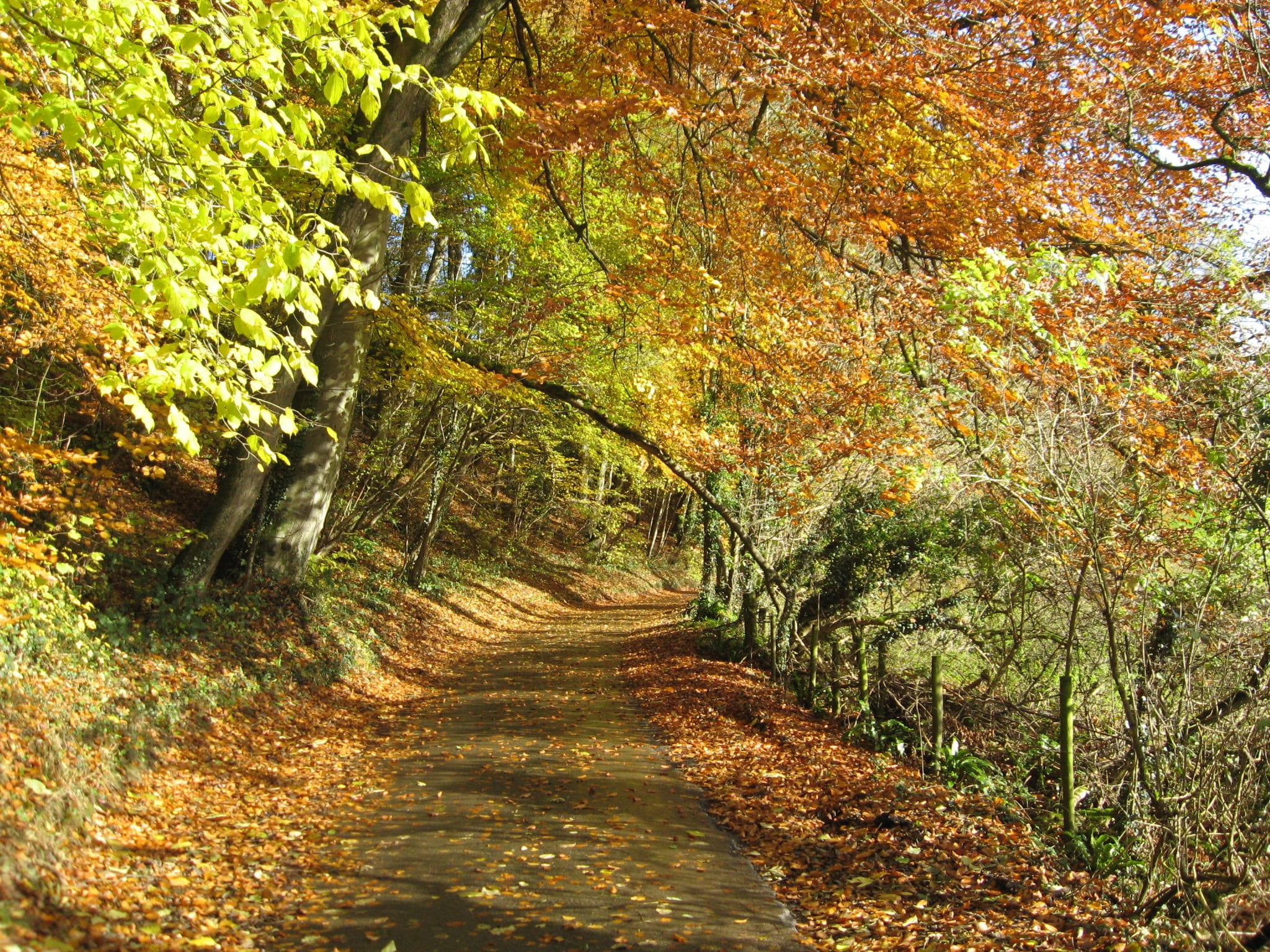 rural Scene, trail, leaf, landscape, life, colorful, scenics - nature, road less travelled, woodland, narrow, season, the way forward, diminishing perspective, HD Wallpaper