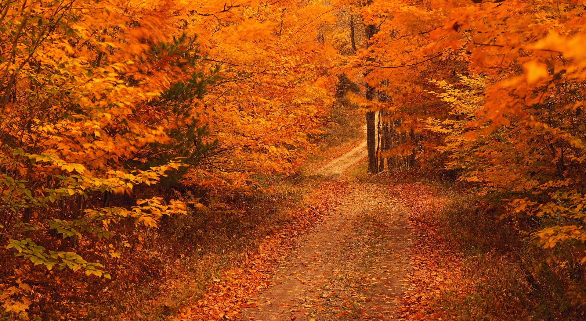 plant, Less, Seasons, fall, scenics - nature, day, Connecticut, change, outdoors, no people, wilted, tree, trail, tranquility, the way forward, Road, leaf, HD Wallpaper