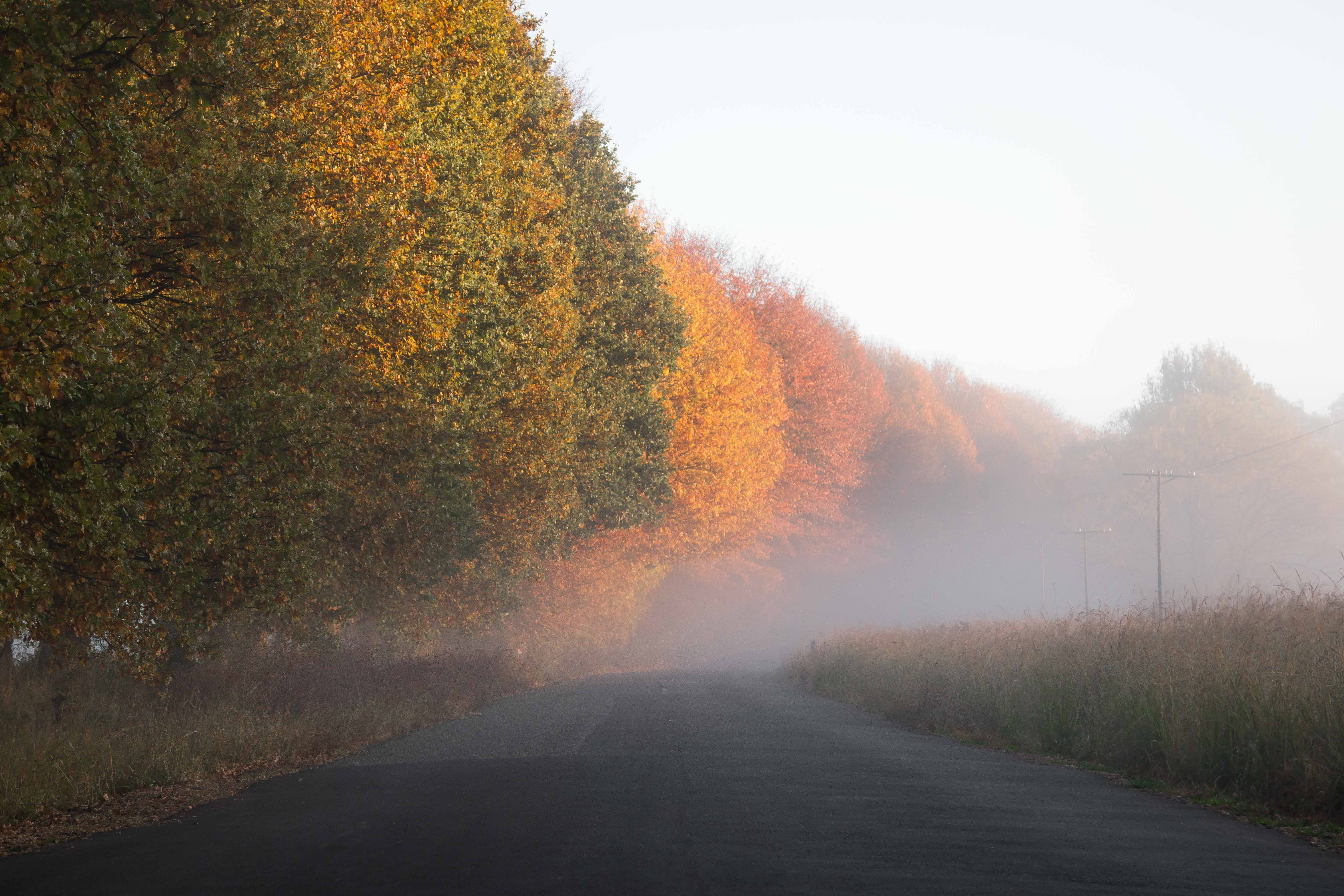 tranquil scene, folk, the way forward, transportation, diminishing perspective, nature, road, beauty in nature, outdoors, photography, plant, landscape, HD Wallpaper