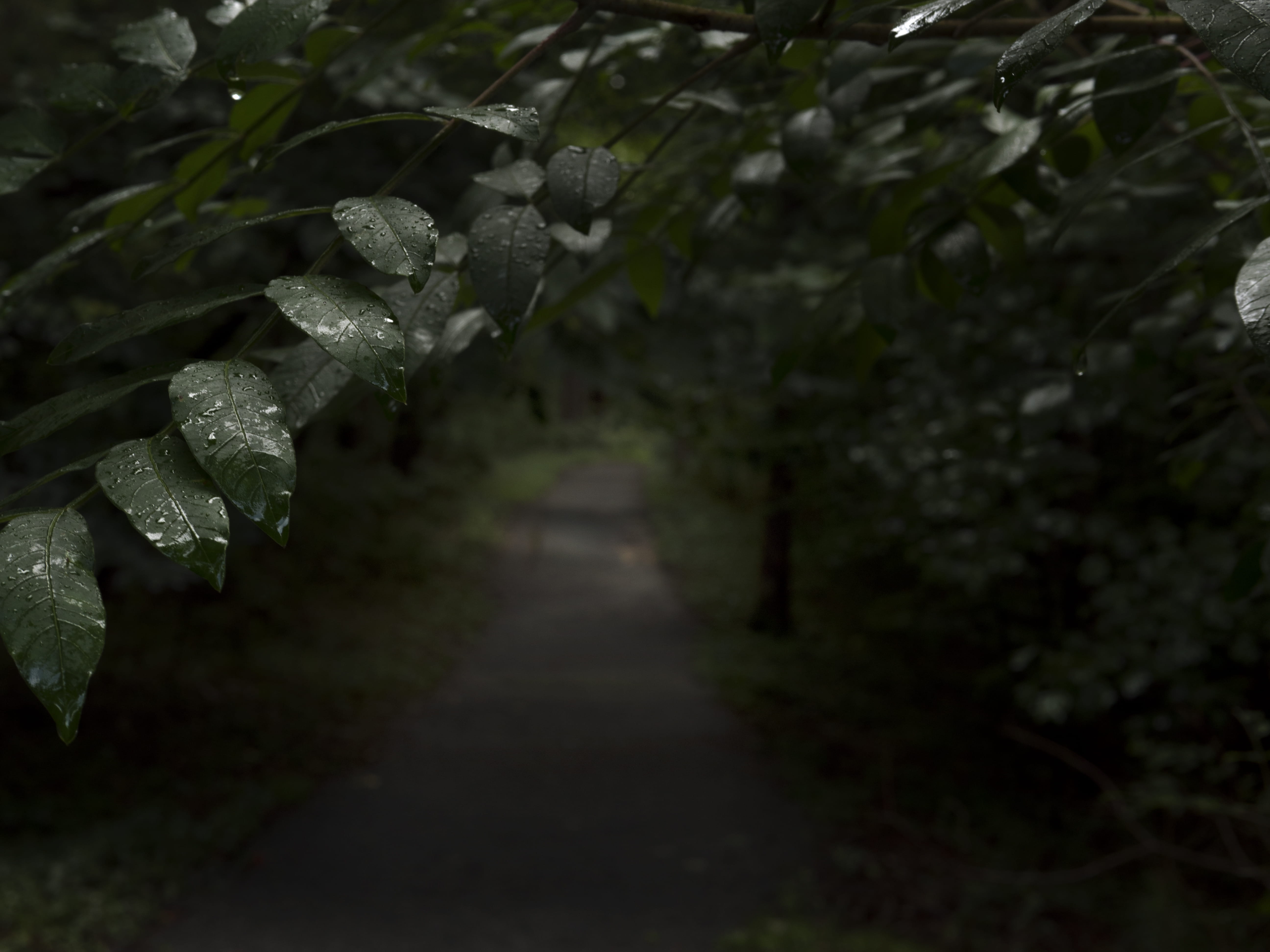 rain, leaves, the way forward, camp, growth, green, travel, wet, the road less traveled, tree, bush, plant, 5K, selective focus, camping, get lost, water, HD Wallpaper