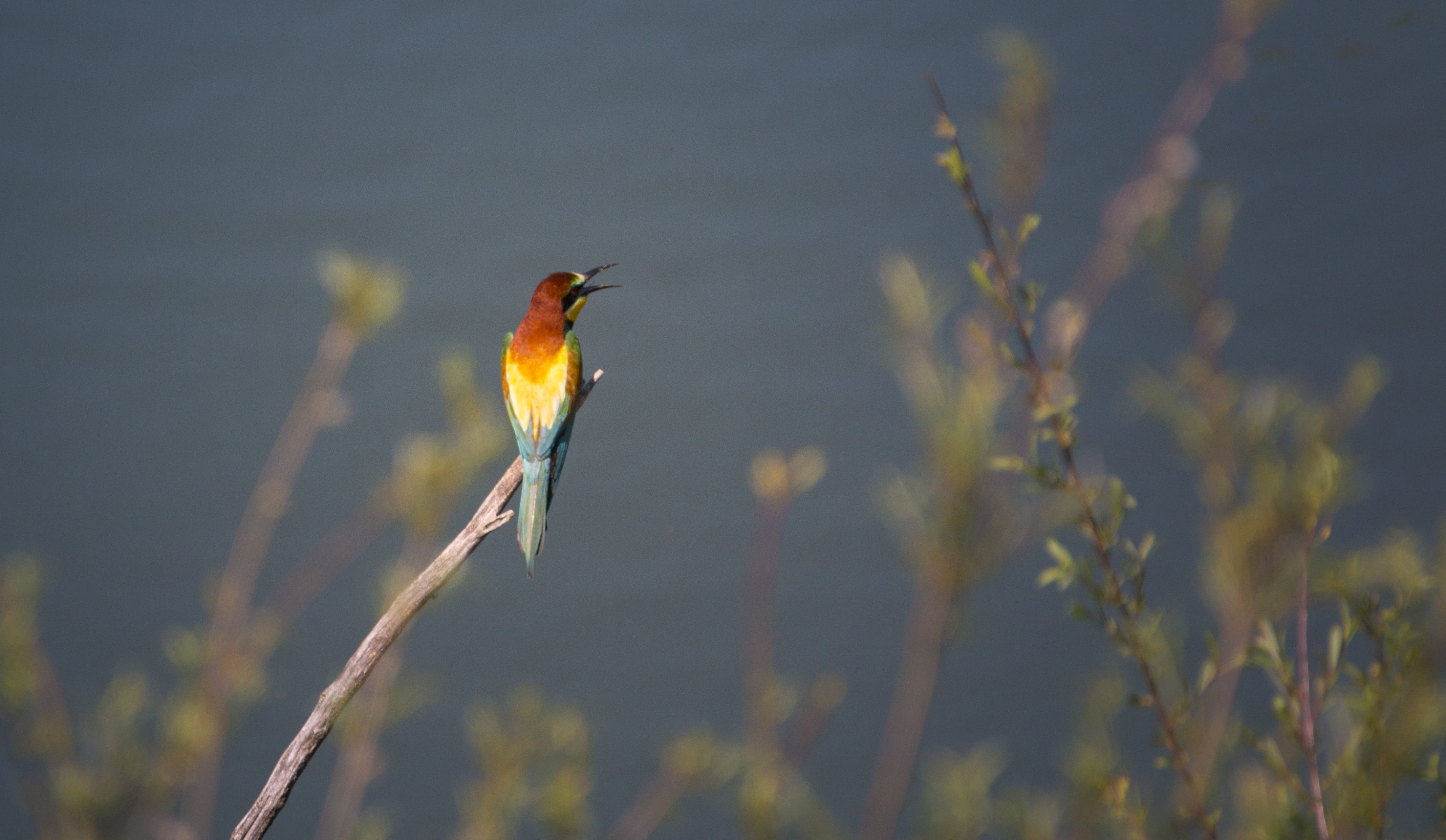Colorful, close, spring dress, vertebrate, water bird, twig, photography, beak, profile view, daytime, plant, outdoors, day, animal themes, branch, colorful birds, HD Wallpaper