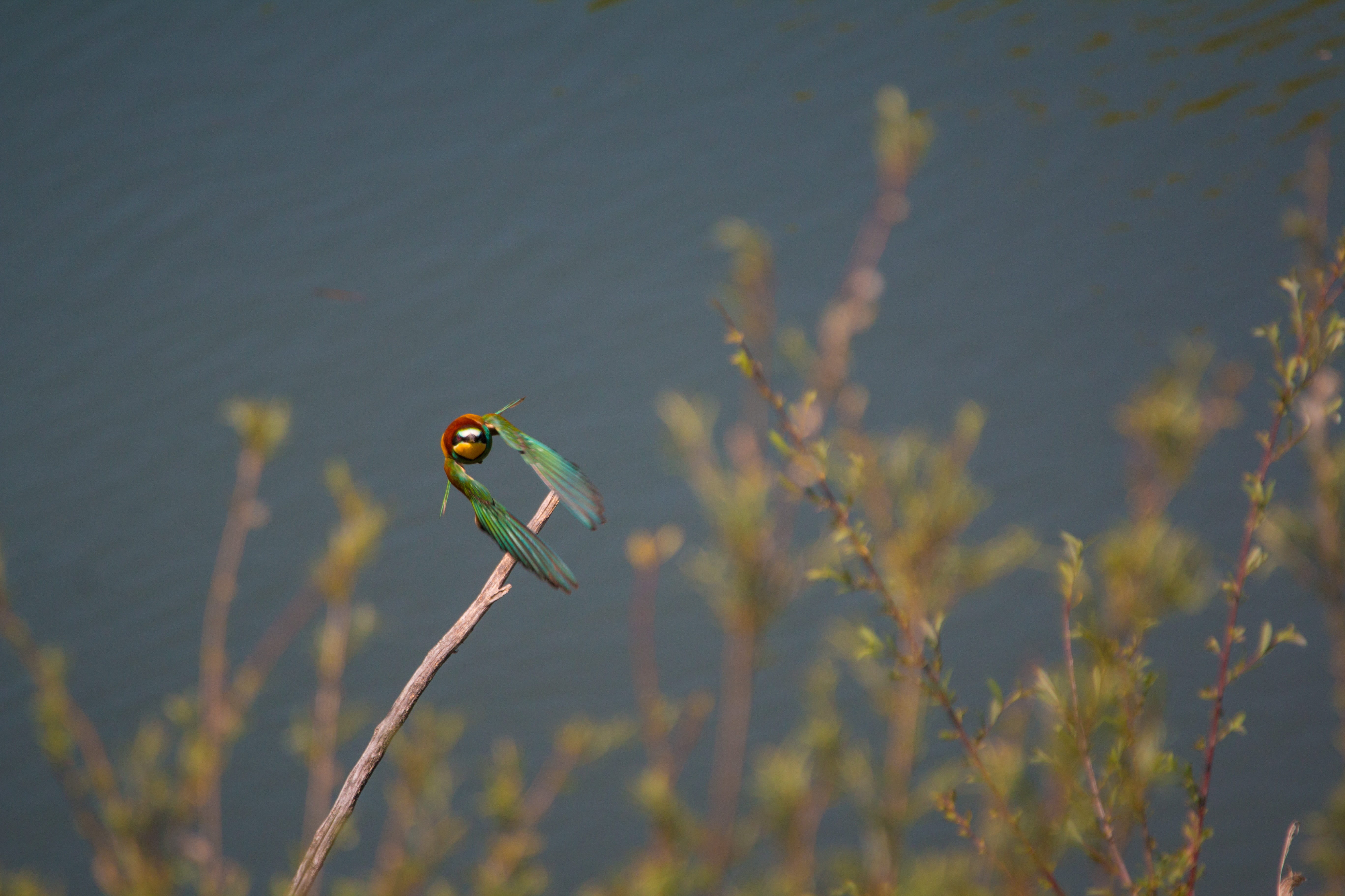 beauty in nature, plant, vertebrate, mid-air, water, nature, outdoors, birds, flight, animals in the wild, focus on foreground, lake, growth, animal, Colorful, HD Wallpaper
